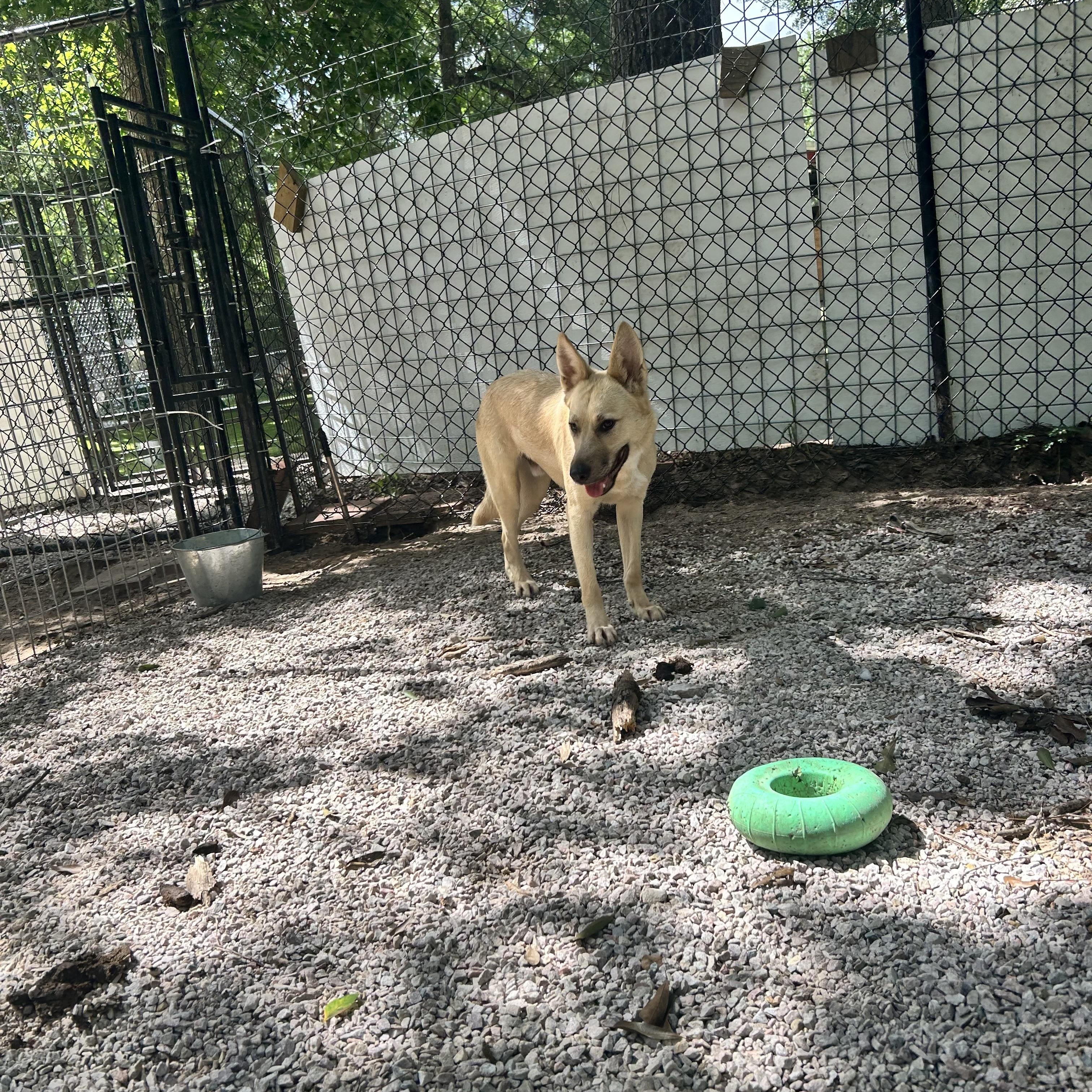 Enlarge Bertie, a Adoptable mixed breed in Springfield , IL image 5/5