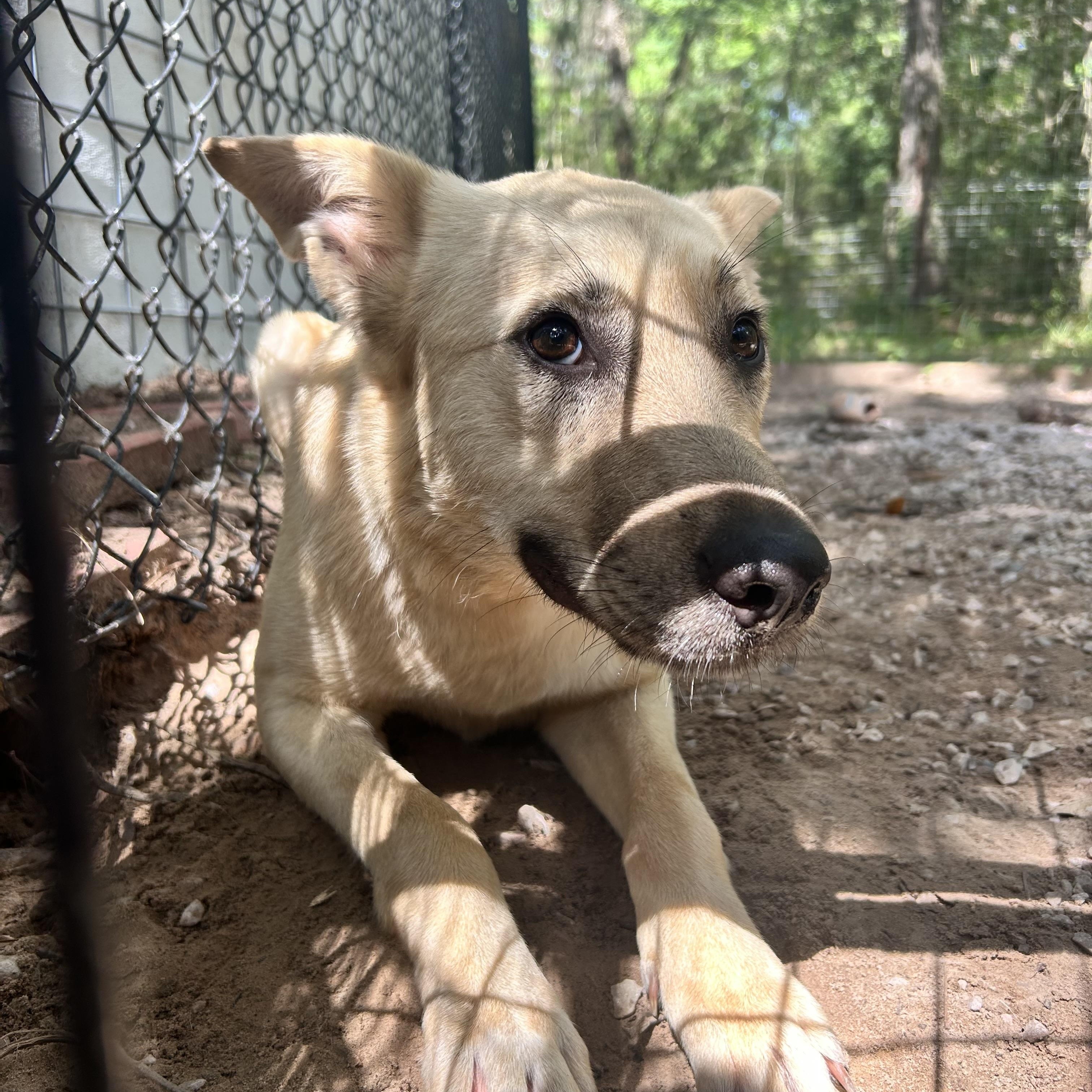 Enlarge Bertie, a Adoptable mixed breed in Springfield , IL image 3/5