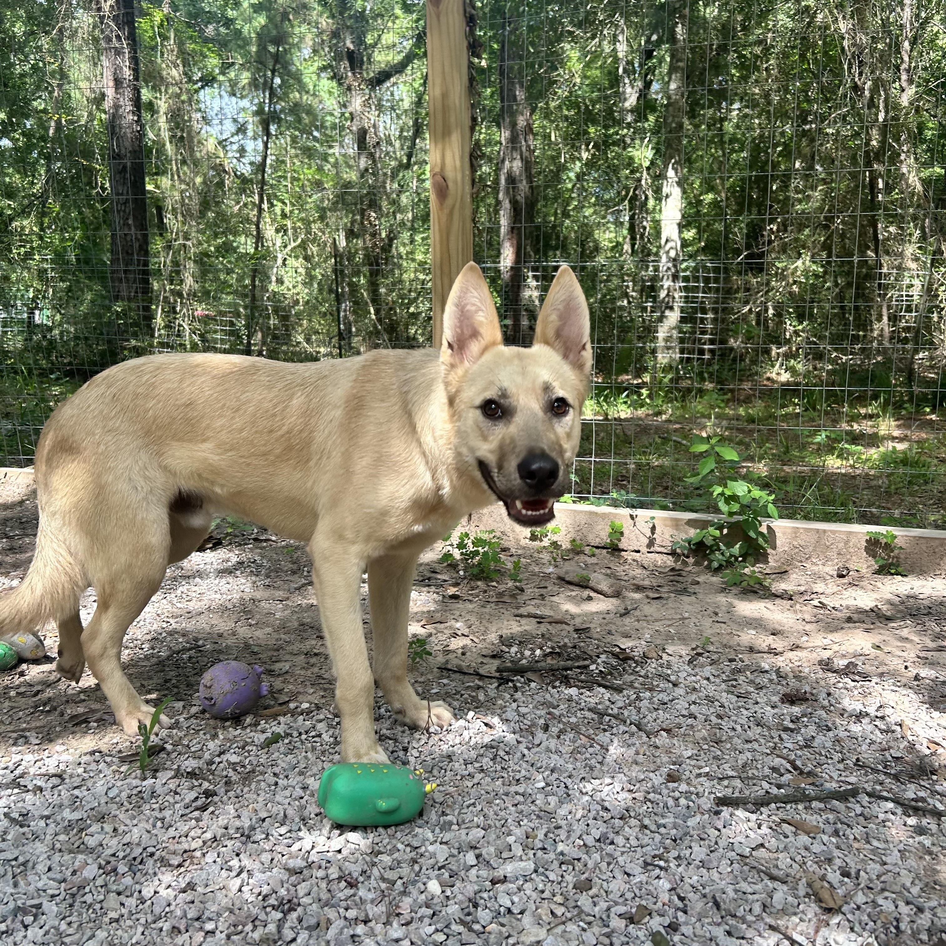 Bertie, Adoptable, Young Male Cattle Dog.