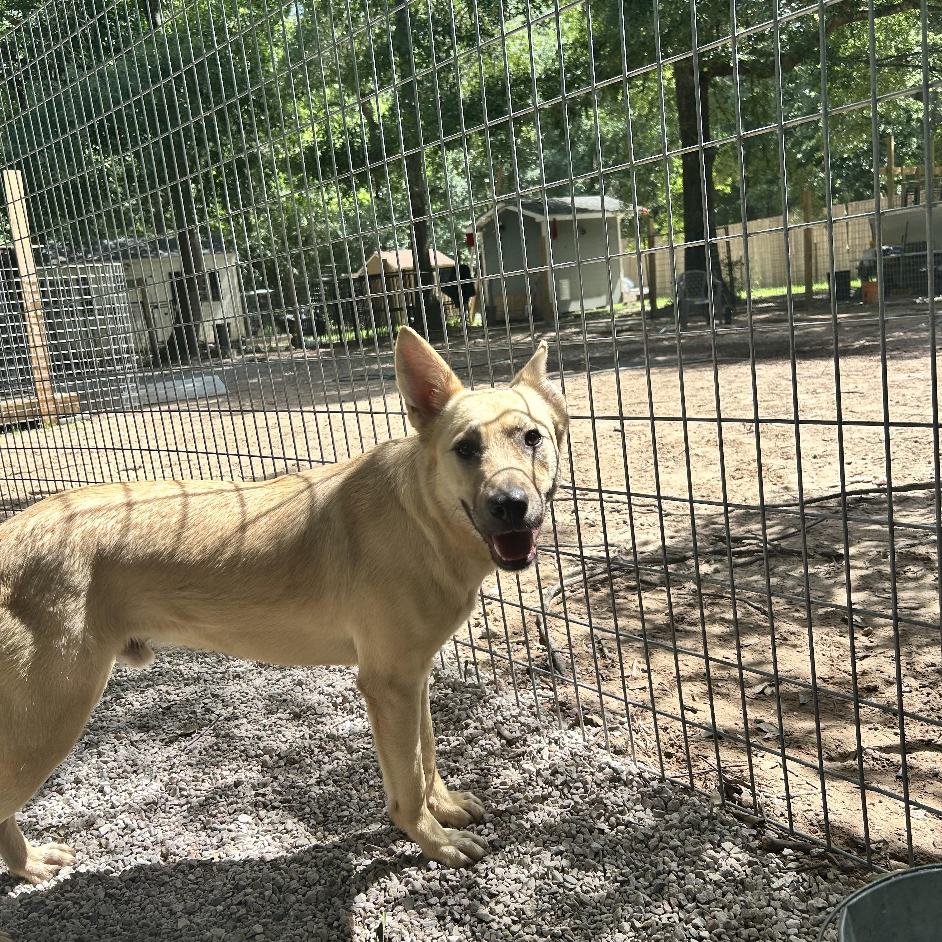 Enlarge Bertie, a Adoptable mixed breed in Springfield , IL image 4/5