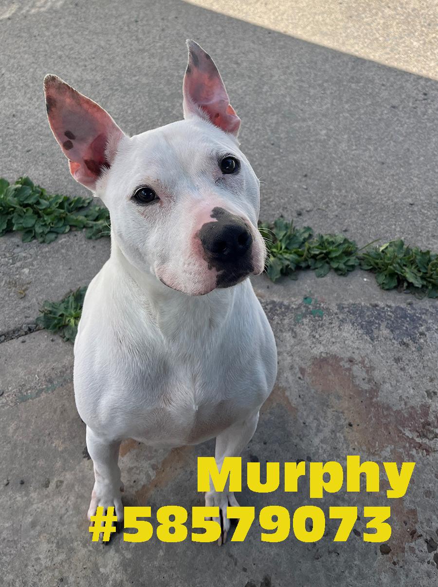 Enlarge Murphy , a ADOPTABLE mixed breed in Wilkes Barre, PA image 1/1