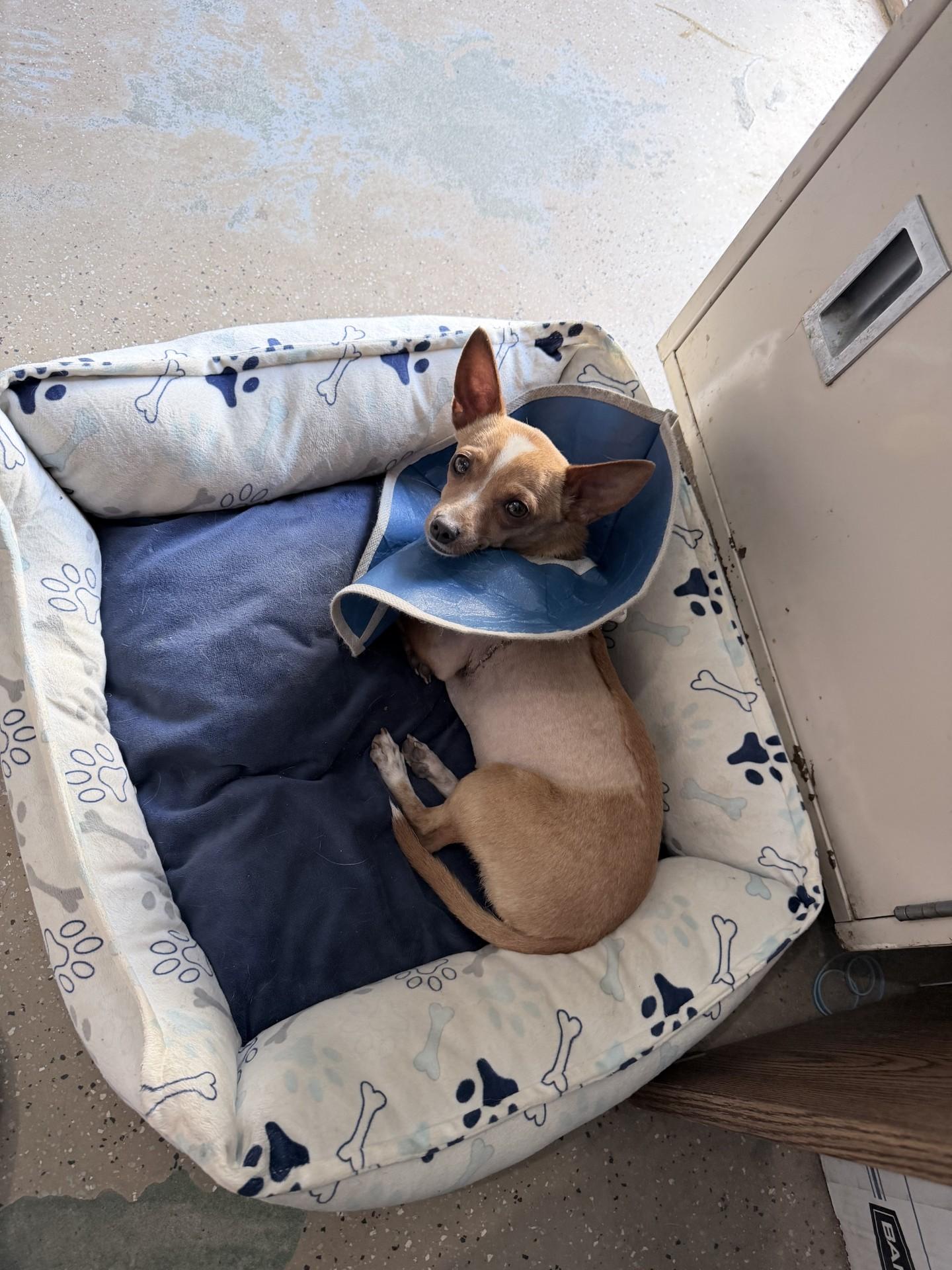 Enlarge KAY, a ADOPTABLE Chihuahua in Fresno, CA image 5/6