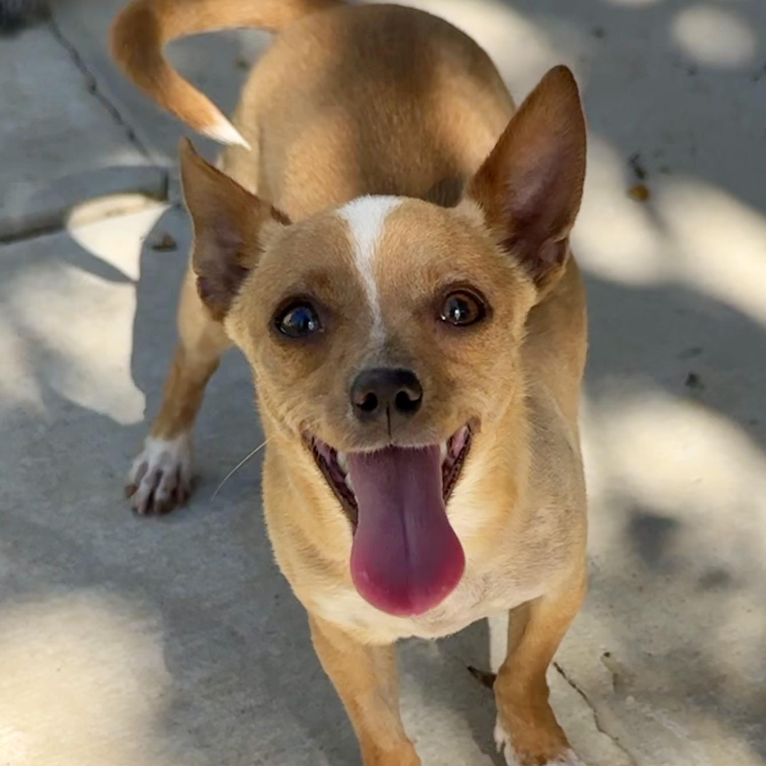 Enlarge KAY, a ADOPTABLE Chihuahua in Fresno, CA image 1/6