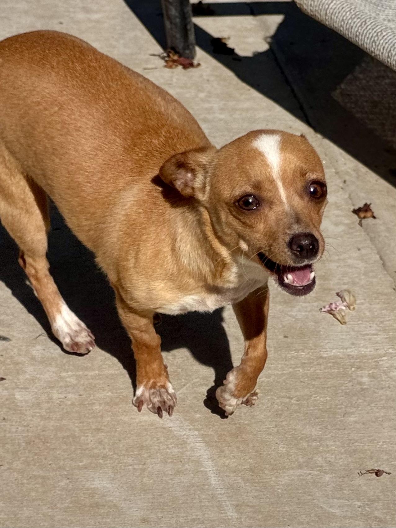 Enlarge KAY, a ADOPTABLE Chihuahua in Fresno, CA image 6/6