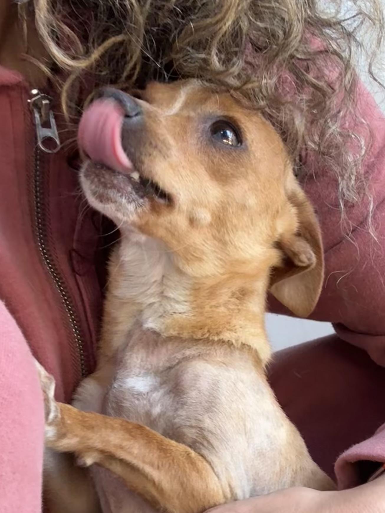 Enlarge KAY, a ADOPTABLE Chihuahua in Fresno, CA image 2/6