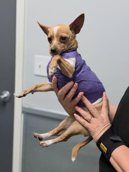 Enlarge KAY, a ADOPTABLE Chihuahua in Fresno, CA image 3/6