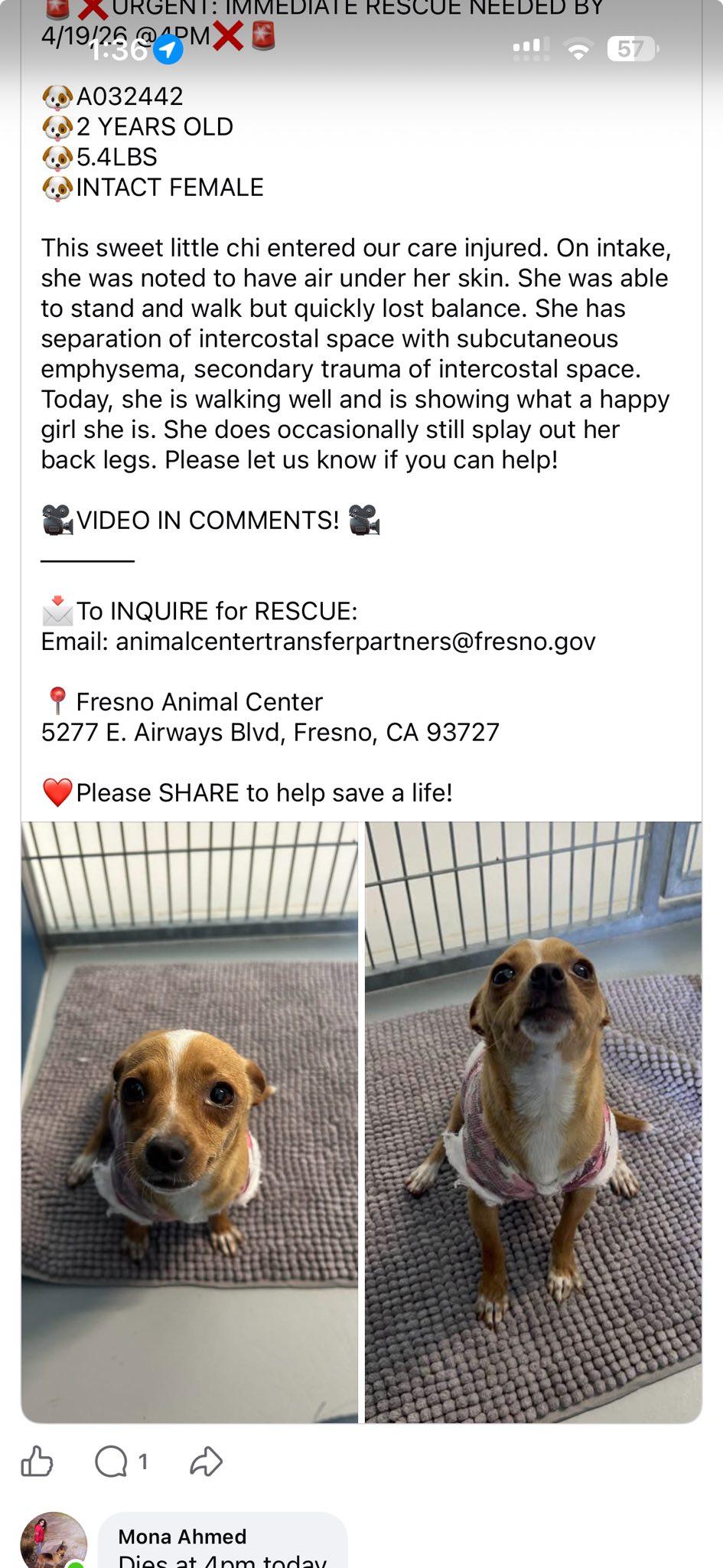 Enlarge KAY, a ADOPTABLE Chihuahua in Fresno, CA image 4/6