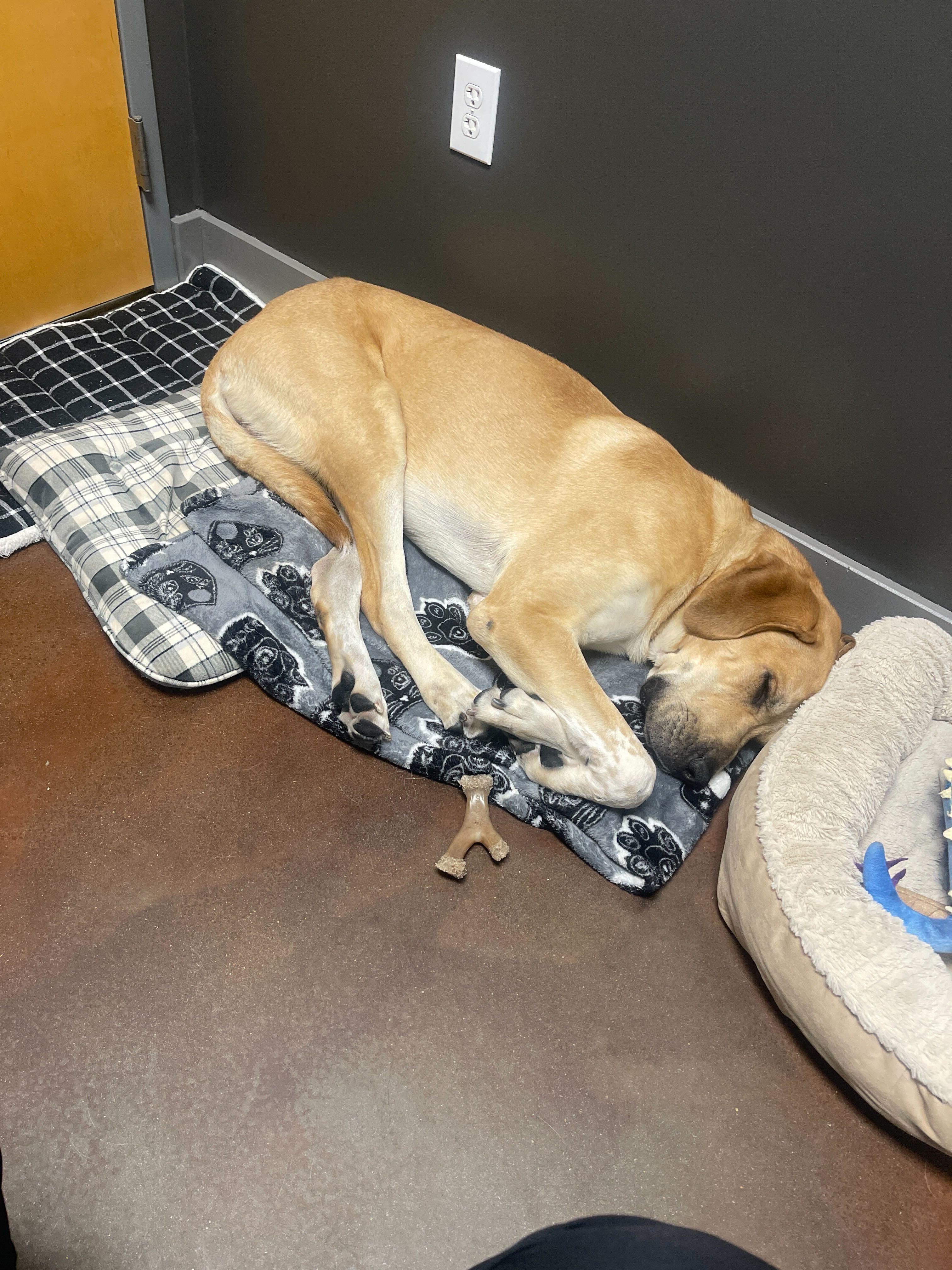 Enlarge Banjo , a ADOPTABLE mixed breed in Fuquay Varina, NC image 4/5