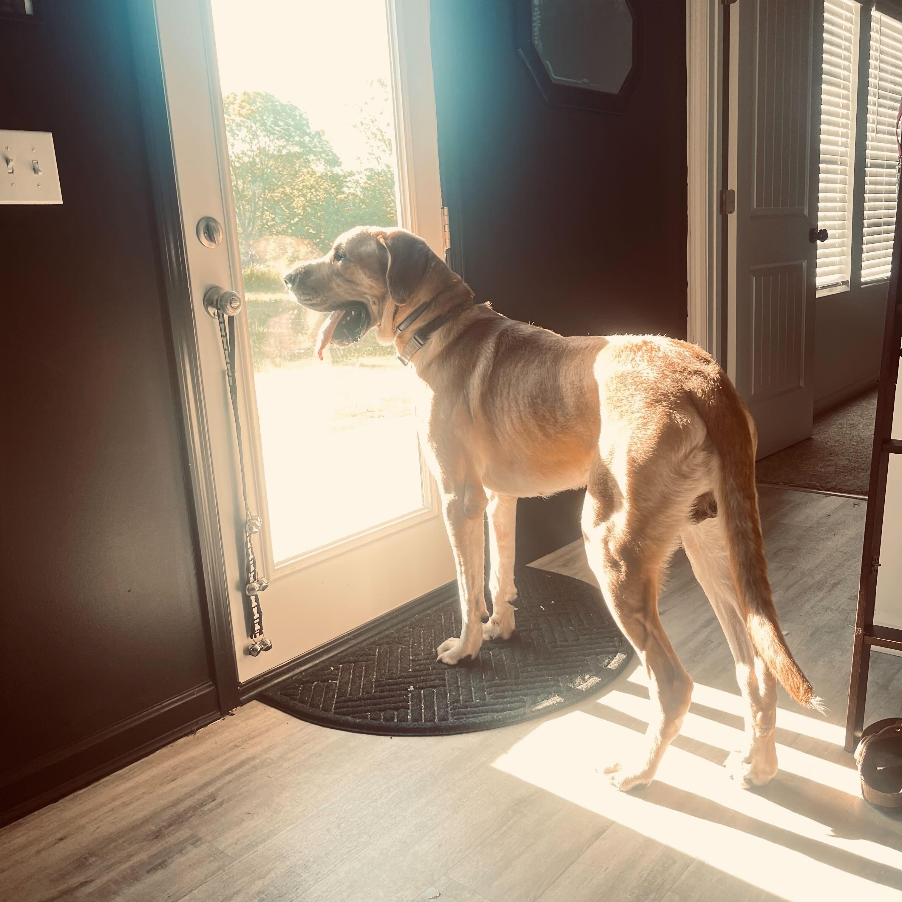 Enlarge Banjo , a ADOPTABLE mixed breed in Fuquay Varina, NC image 5/5