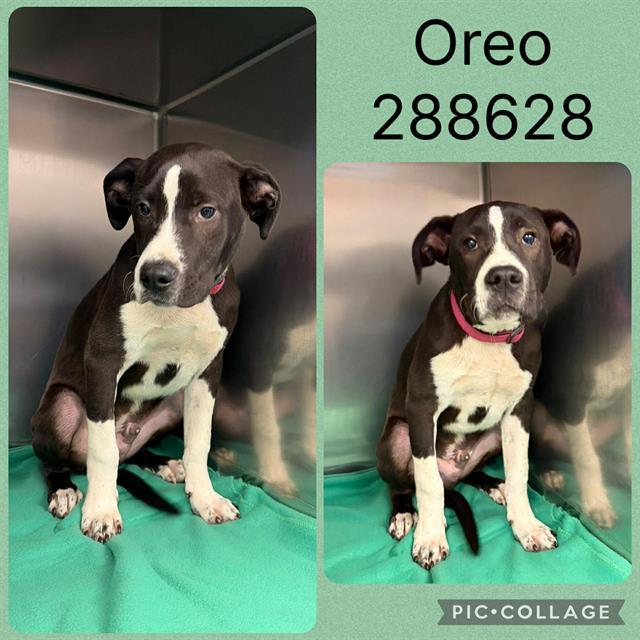 OREO, Adoptable, Puppy Male Mixed Breed.