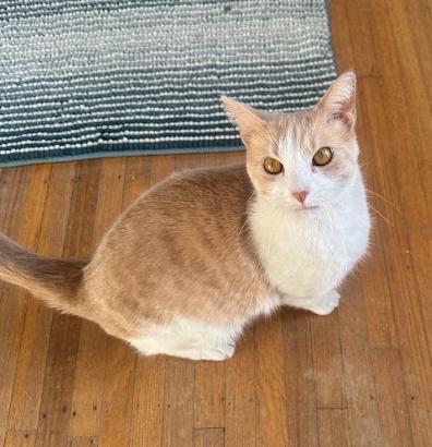 Bonnie, ADOPTABLE, Adult Female Domestic Short Hair.