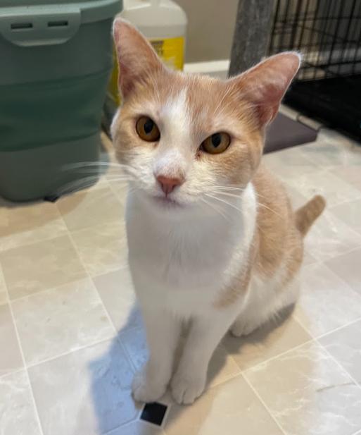 Enlarge Bonnie, a ADOPTABLE Domestic Short Hair in Indianapolis, IN image 2/5