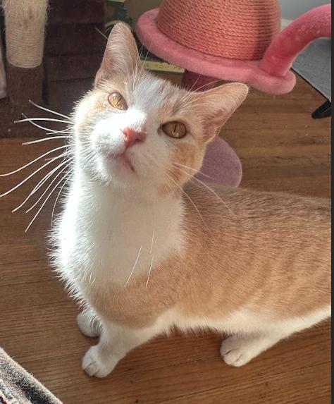 Enlarge Bonnie, a ADOPTABLE Domestic Short Hair in Indianapolis, IN image 4/5