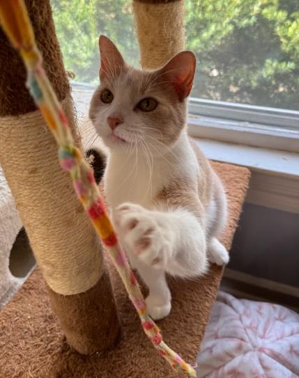 Enlarge Bonnie, a ADOPTABLE Domestic Short Hair in Indianapolis, IN image 3/5
