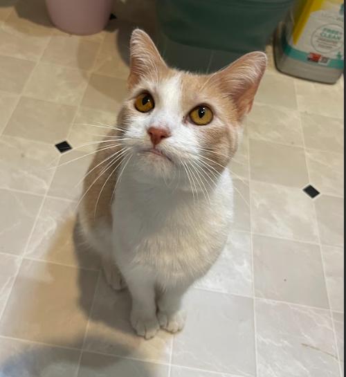 Enlarge Bonnie, a ADOPTABLE Domestic Short Hair in Indianapolis, IN image 5/5