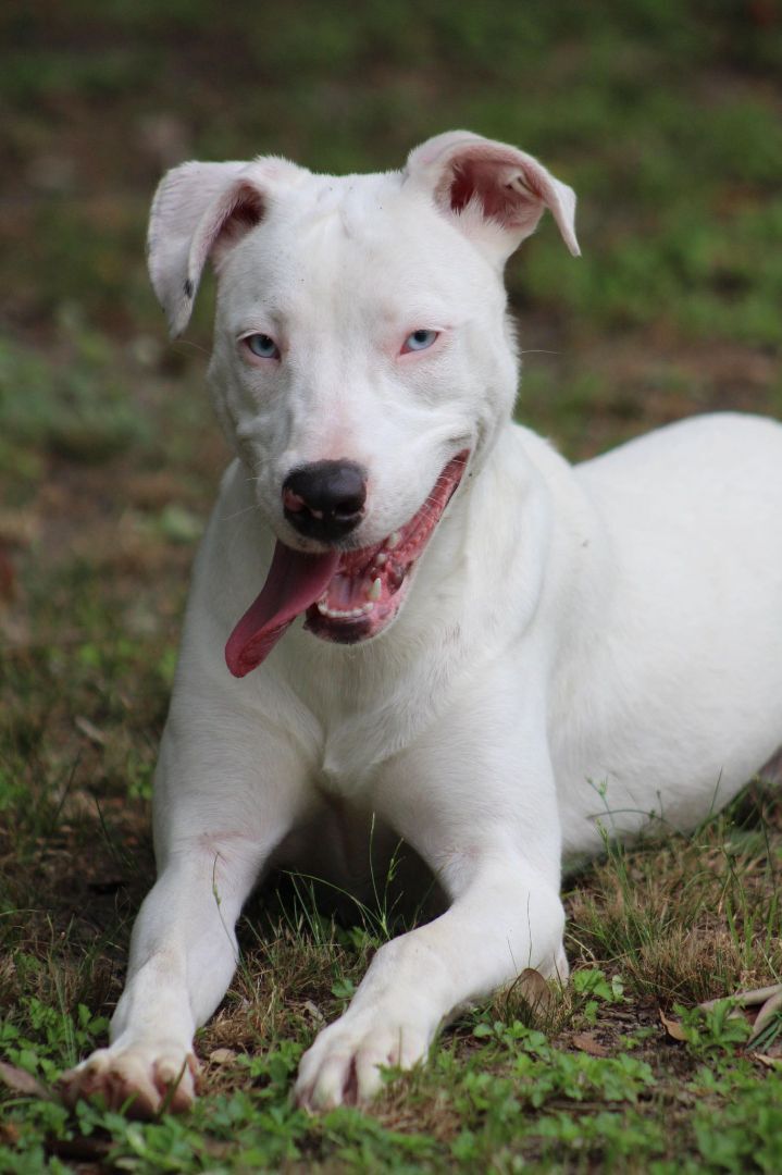 Enlarge Lilly (deaf), a Adoptable mixed breed in Ocean Springs, MS image 3/6