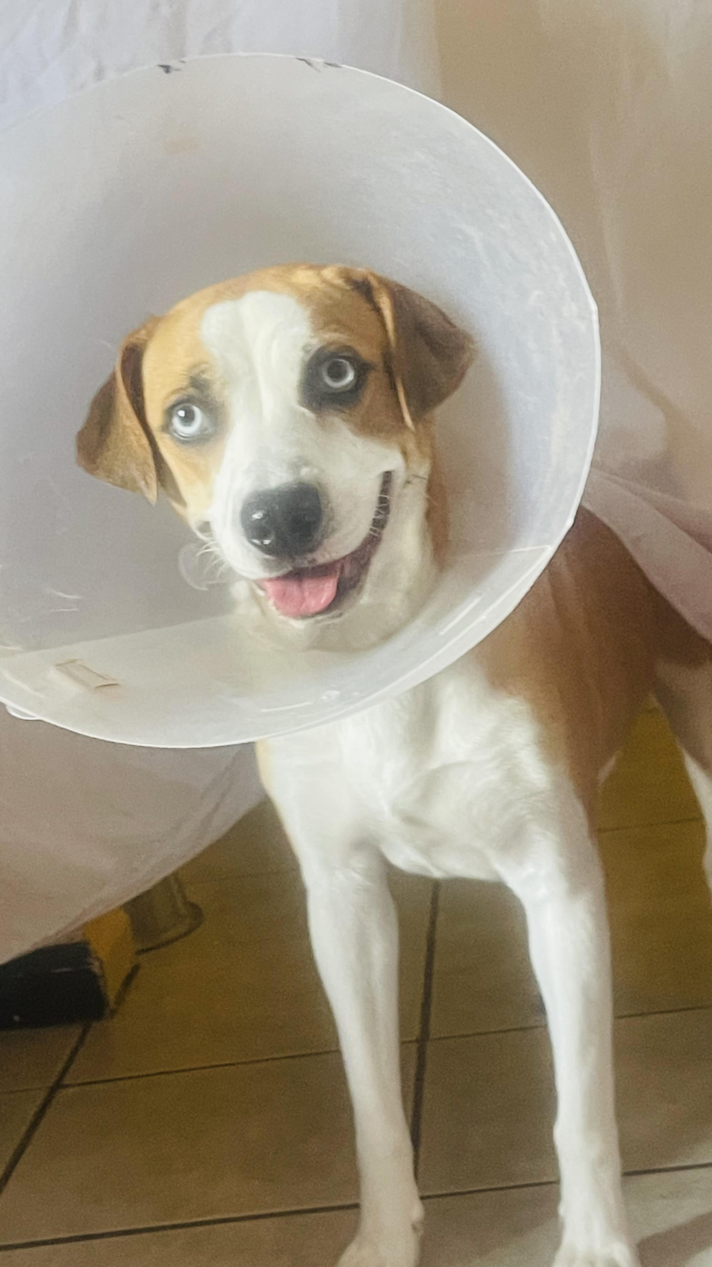 Mammas, Adoptable, Young Female American Staffordshire Terrier & Siberian Husky.