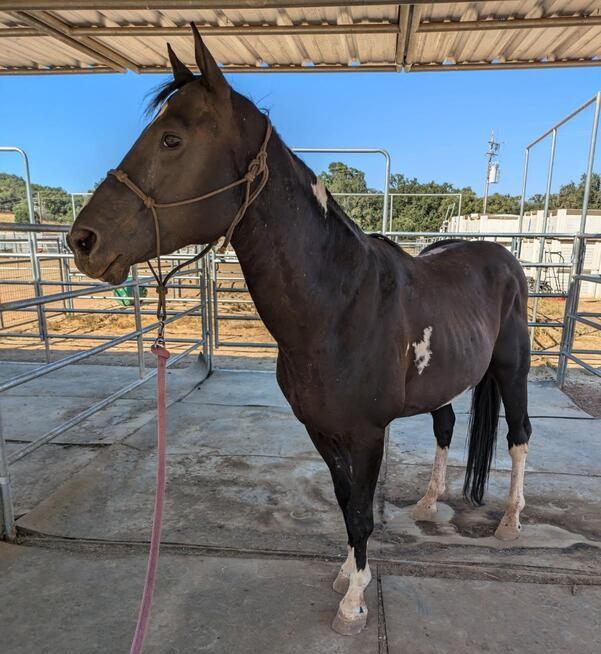 Jinks - Project/Light Riding, Adoptable, Adult Male Grade.