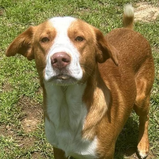 Duke, Adult Male Labrador Retriever