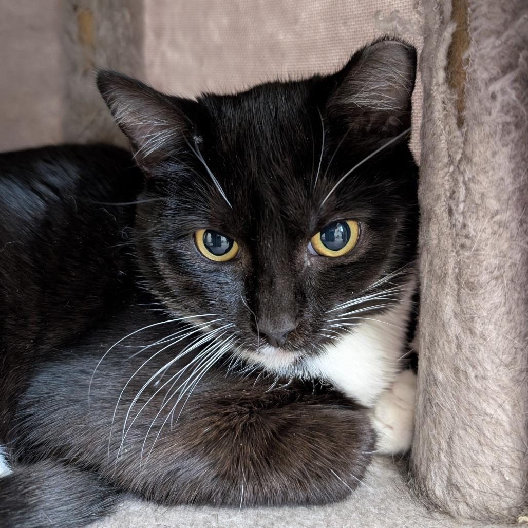 Enlarge Bug, a Adoptable Domestic Short Hair in Thomaston, ME image 1/1