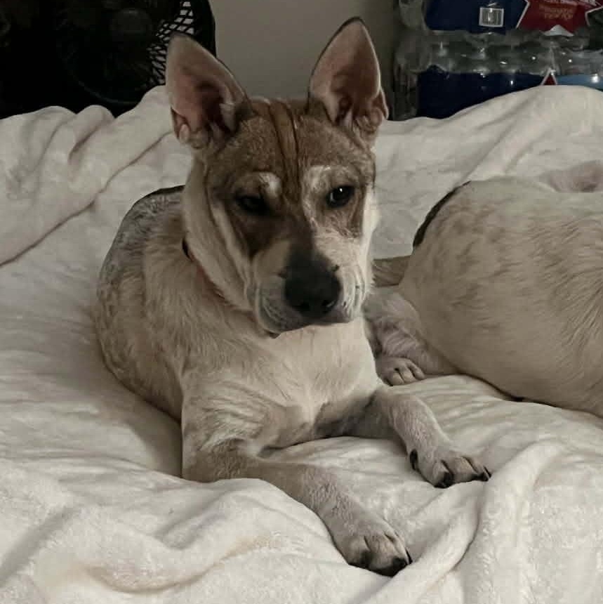 Emmie, ADOPTABLE, Young Female Shar-Pei.