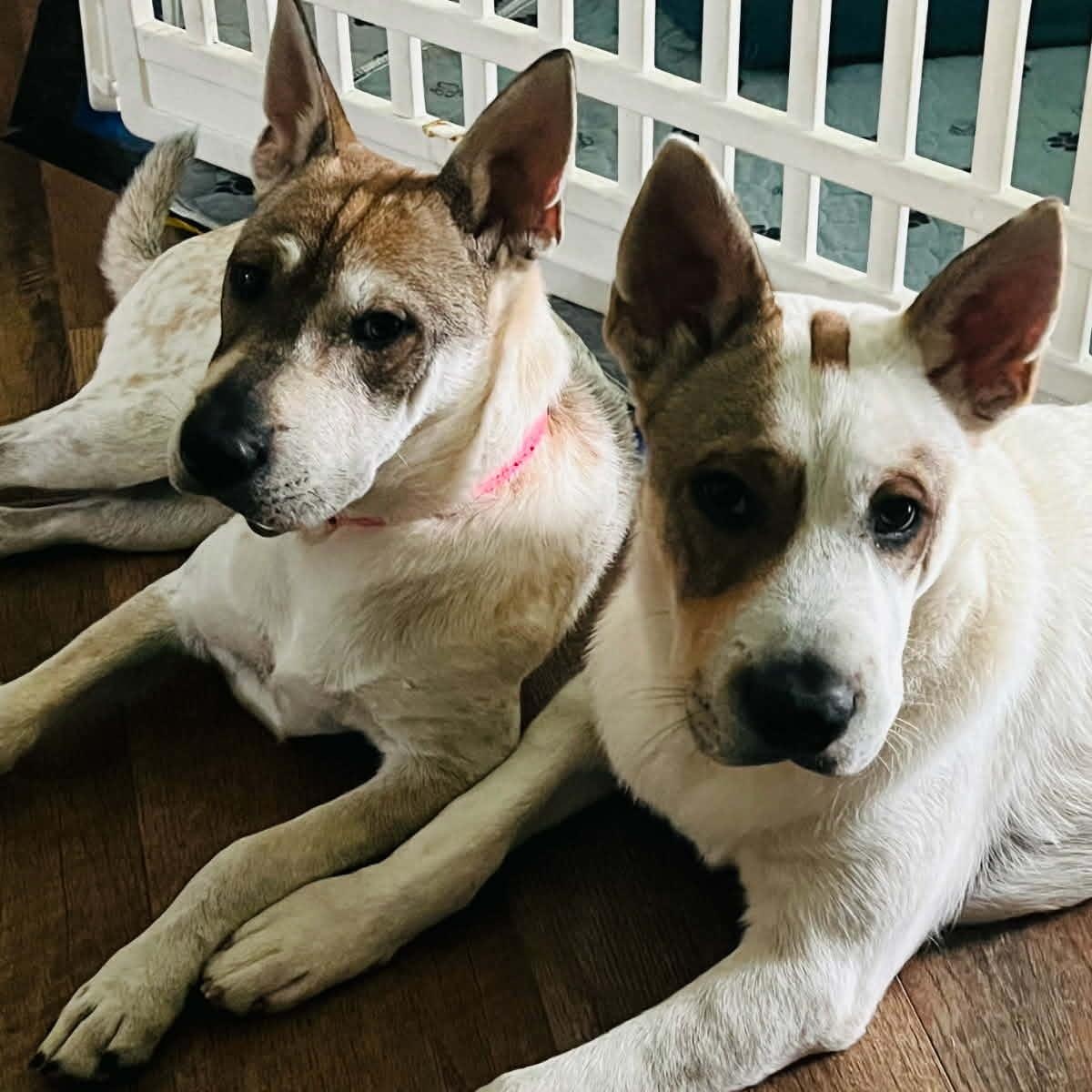 Enlarge Emmie, a ADOPTABLE mixed breed in Williston, VT image 4/6