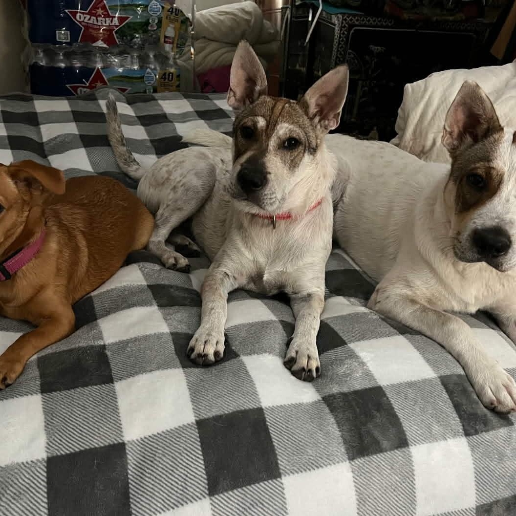 Enlarge Emmie, a ADOPTABLE mixed breed in Williston, VT image 3/6