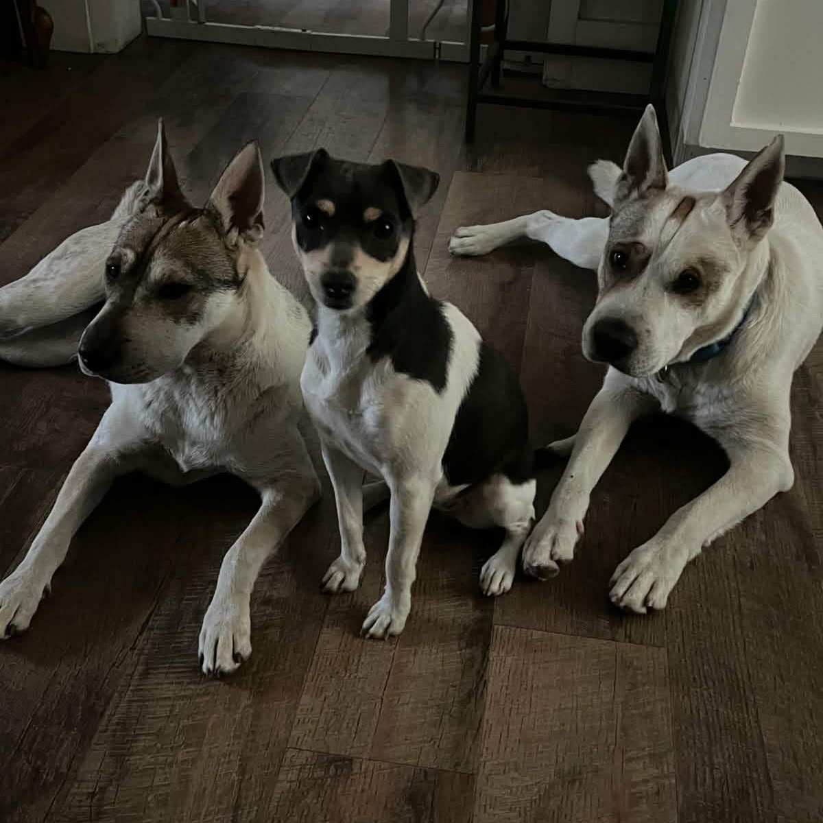 Enlarge Emmie, a ADOPTABLE mixed breed in Williston, VT image 5/6