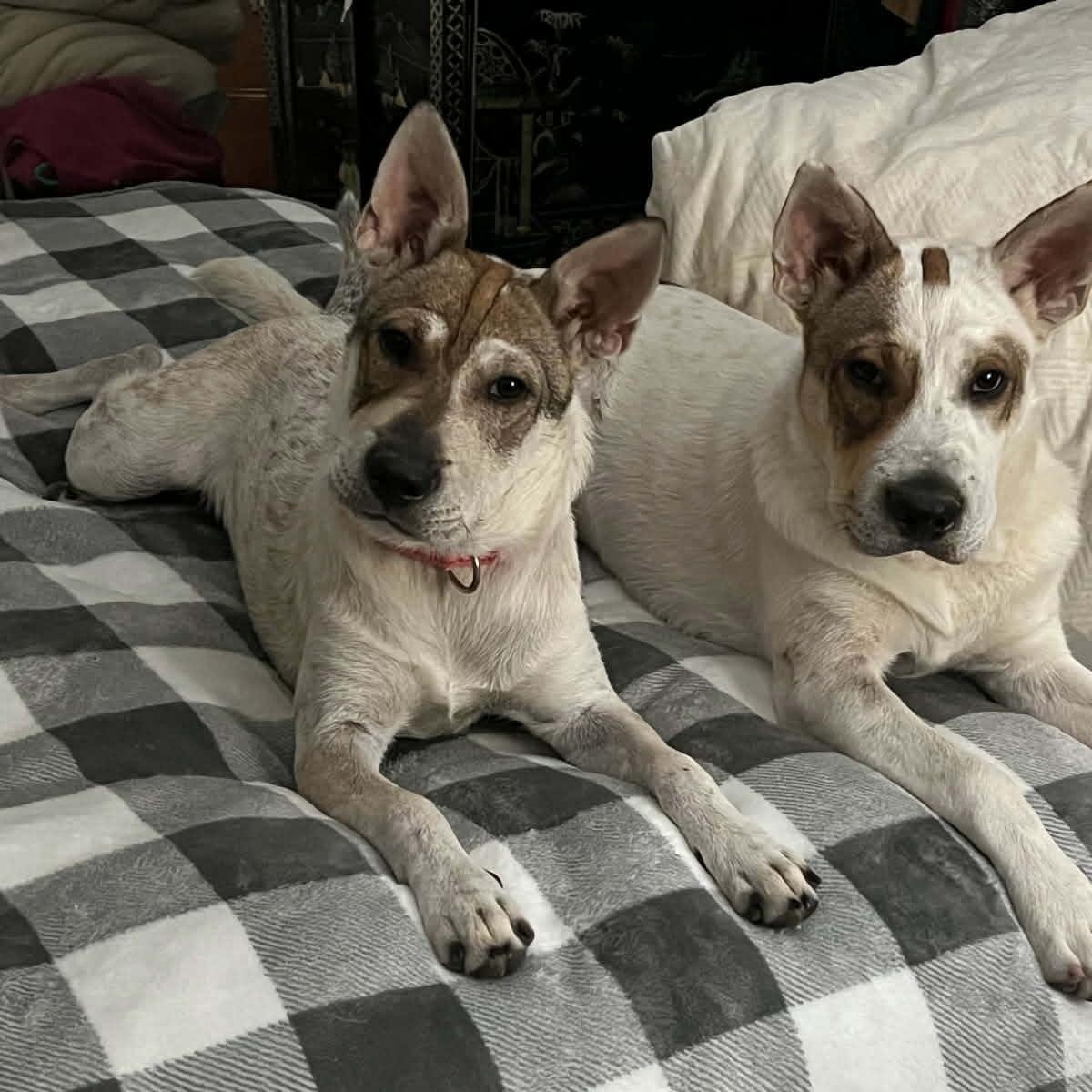 Enlarge Emmie, a ADOPTABLE mixed breed in Williston, VT image 6/6