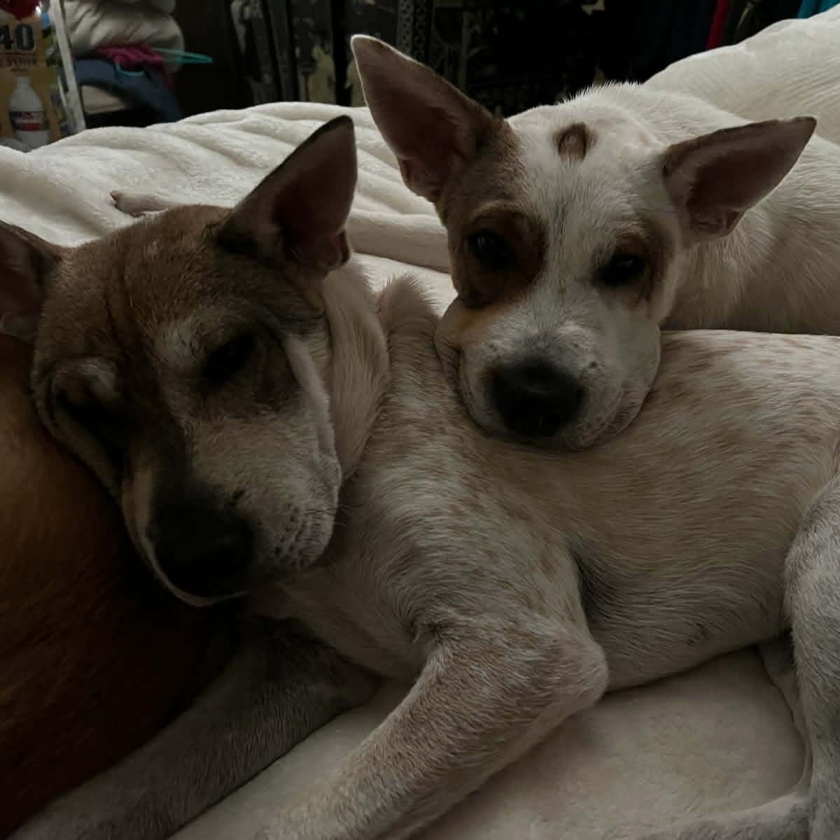 Enlarge Emmie, a ADOPTABLE mixed breed in Williston, VT image 2/6