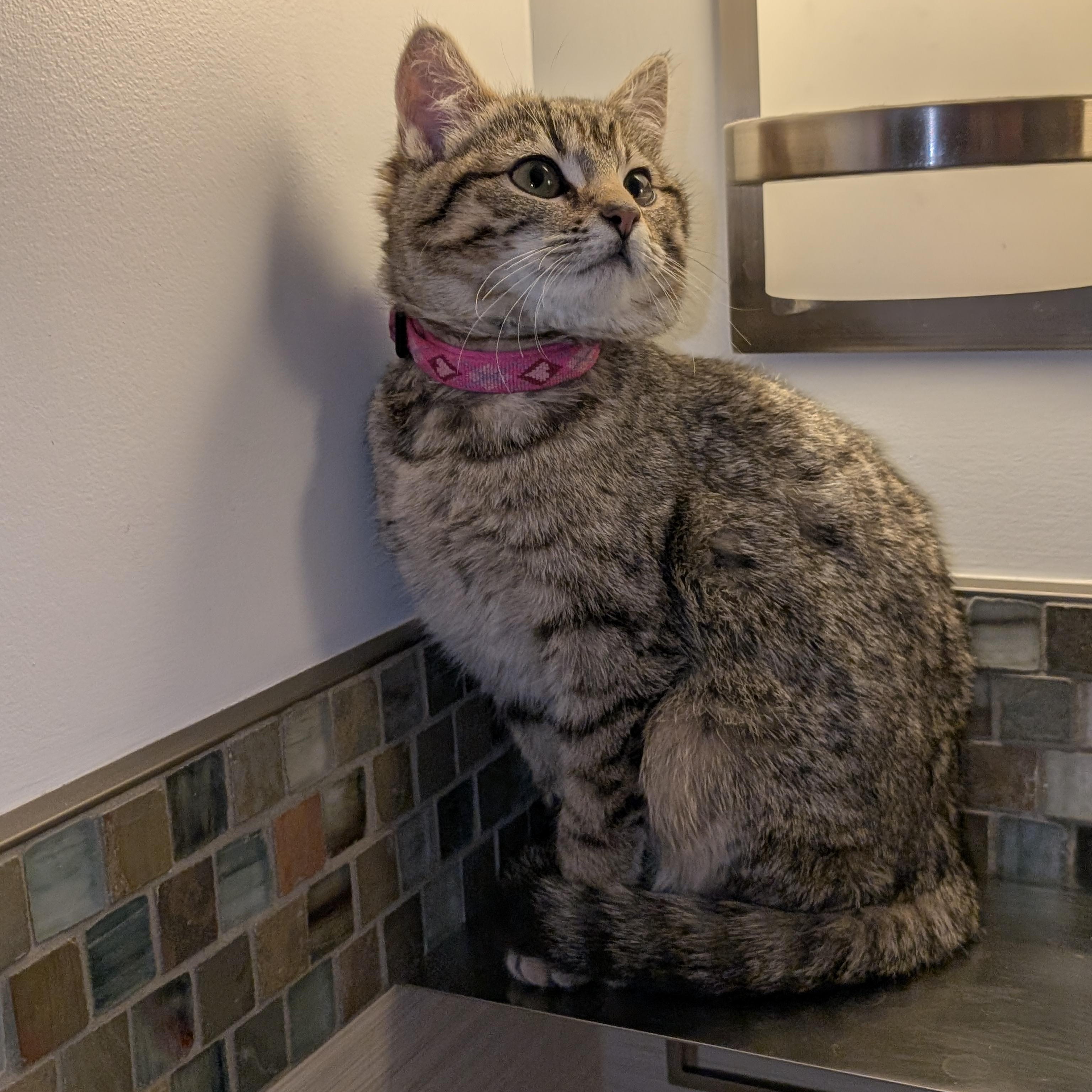 Enlarge Roxanne, an adopted Domestic Short Hair in Burlington, VT image 3/3