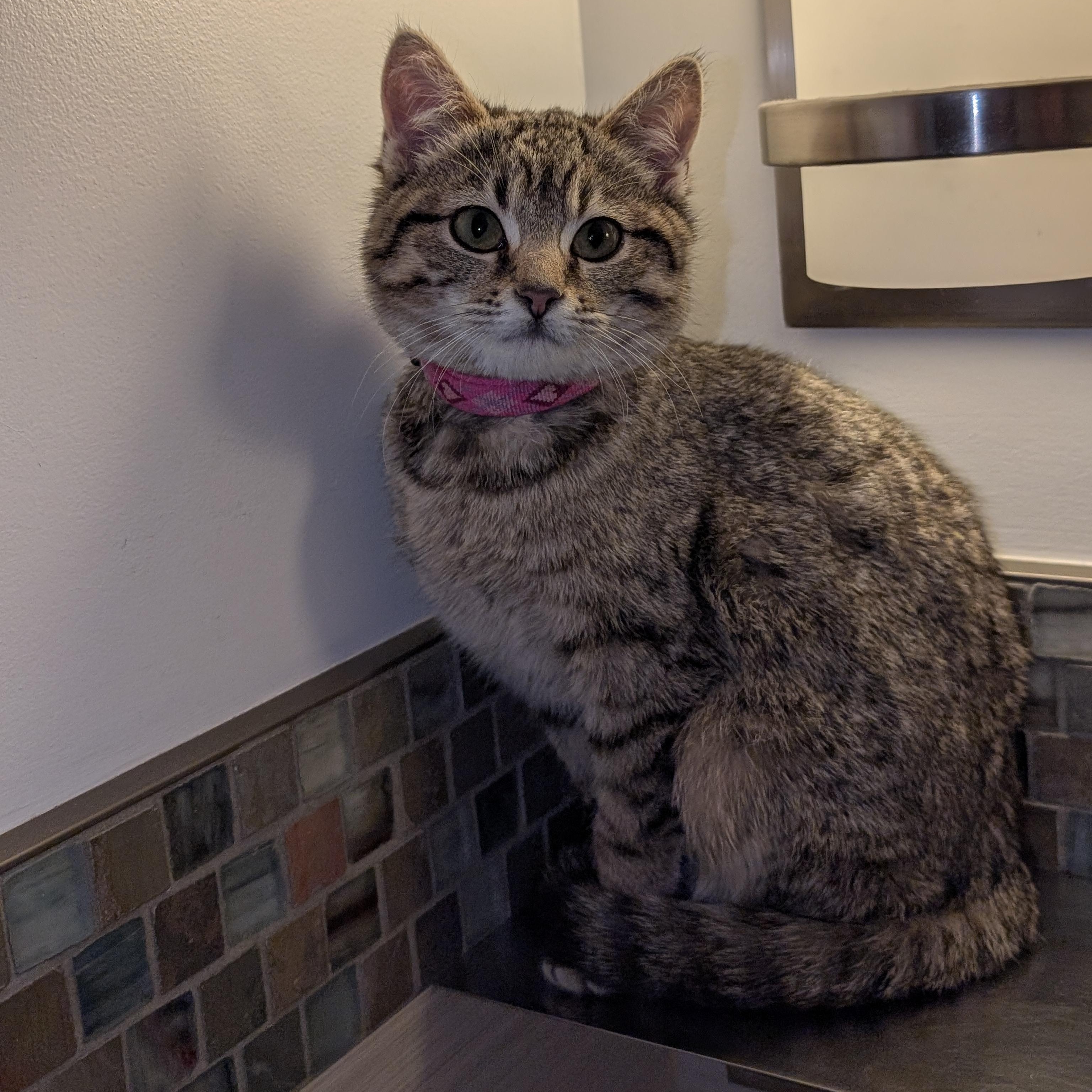 Enlarge Roxanne, an adopted Domestic Short Hair in Burlington, VT image 2/3