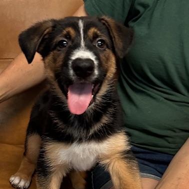 Enlarge Rocco, a ADOPTABLE mixed breed in Agua Dulce, CA image 1/1