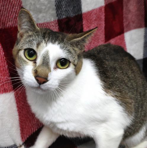 Evee, Adoptable, Adult Female Manx.