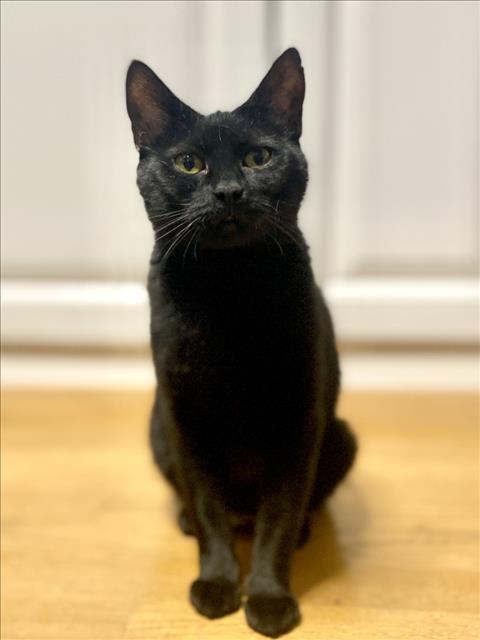 PASTATINI, Adoptable, Adult Female Domestic Short Hair.