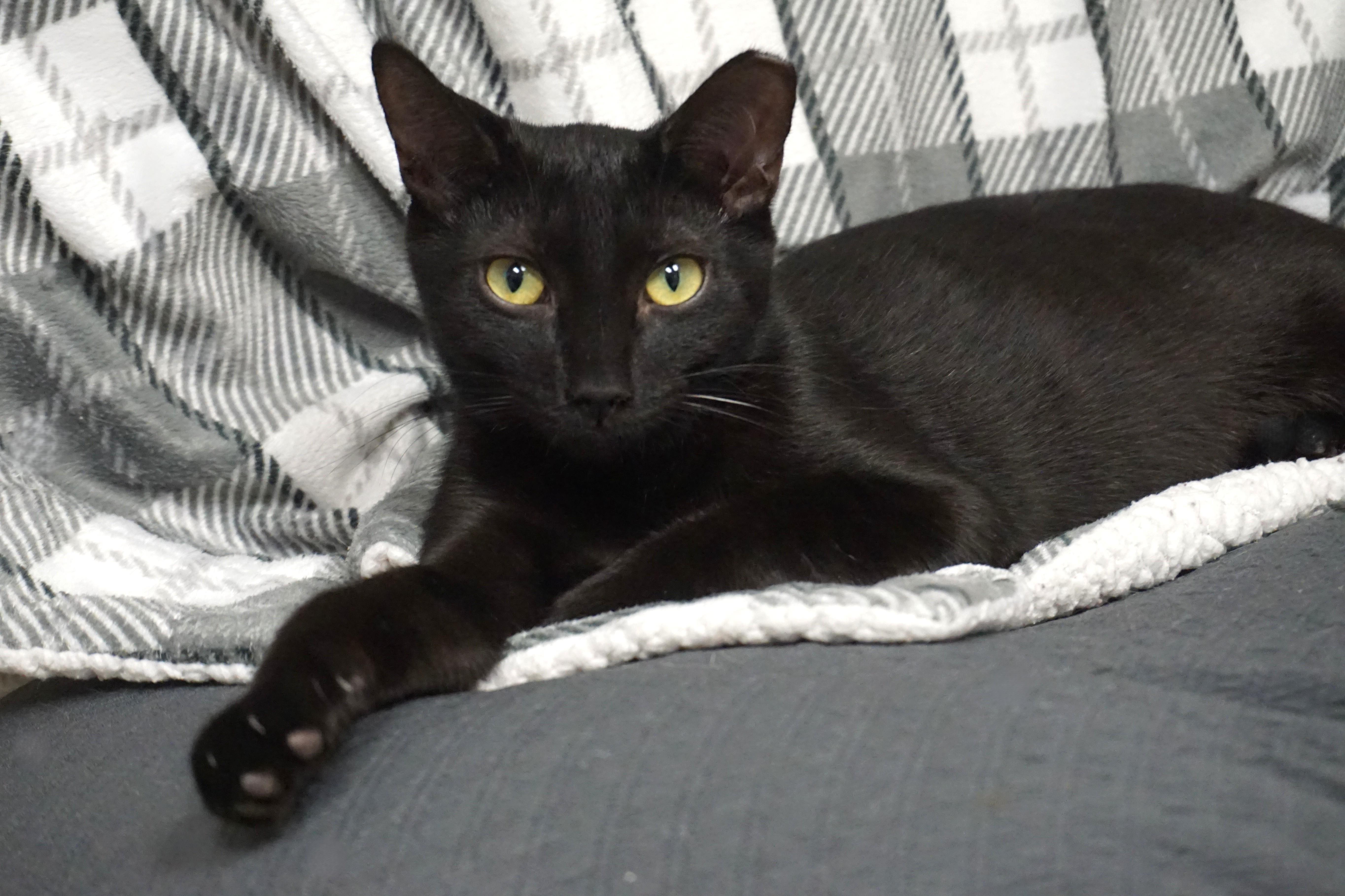 Popsicle, Adoptable, Young Female Domestic Short Hair.