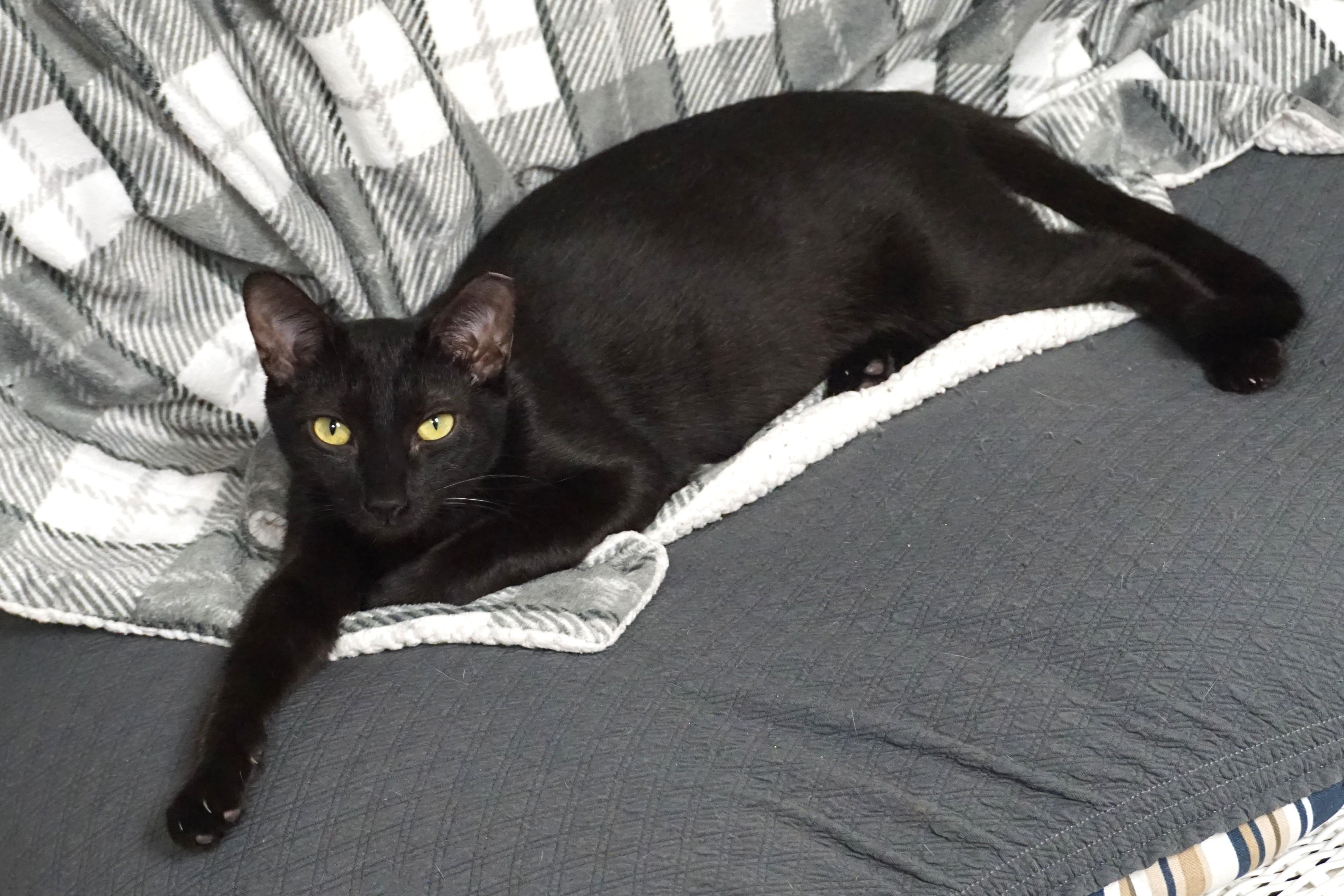 Popsicle, a Adoptable mixed breed in Fountain Hills, AZ image 3/3