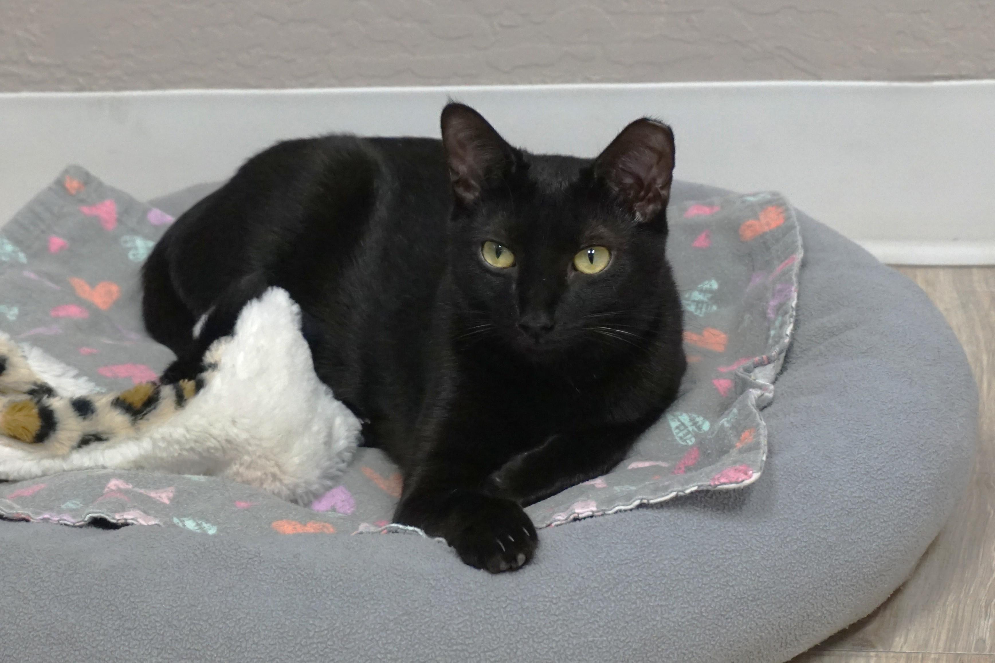 Enlarge Popsicle, a Adoptable mixed breed in Fountain Hills, AZ image 1/4