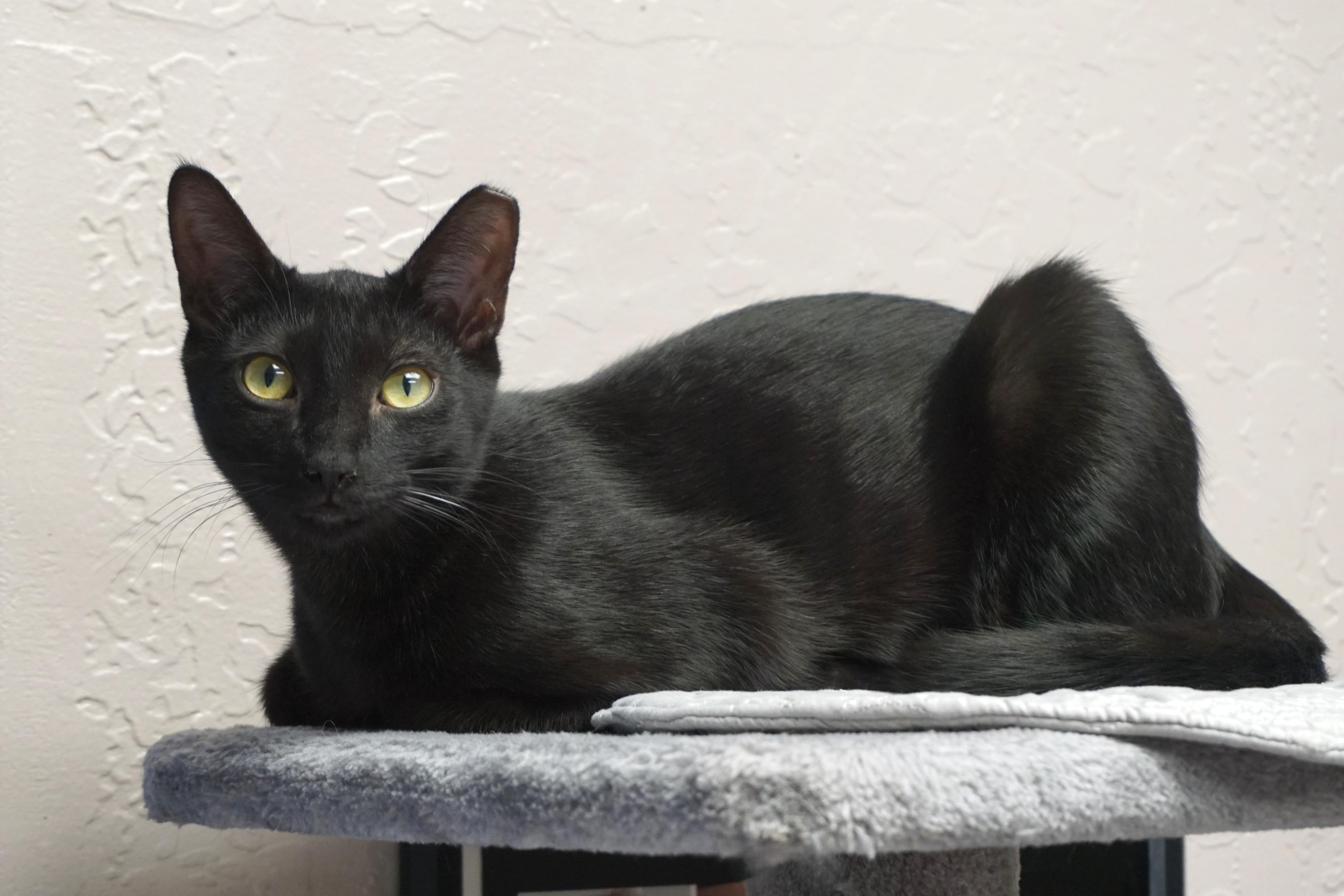 Popsicle, a Adoptable mixed breed in Fountain Hills, AZ image 2/3