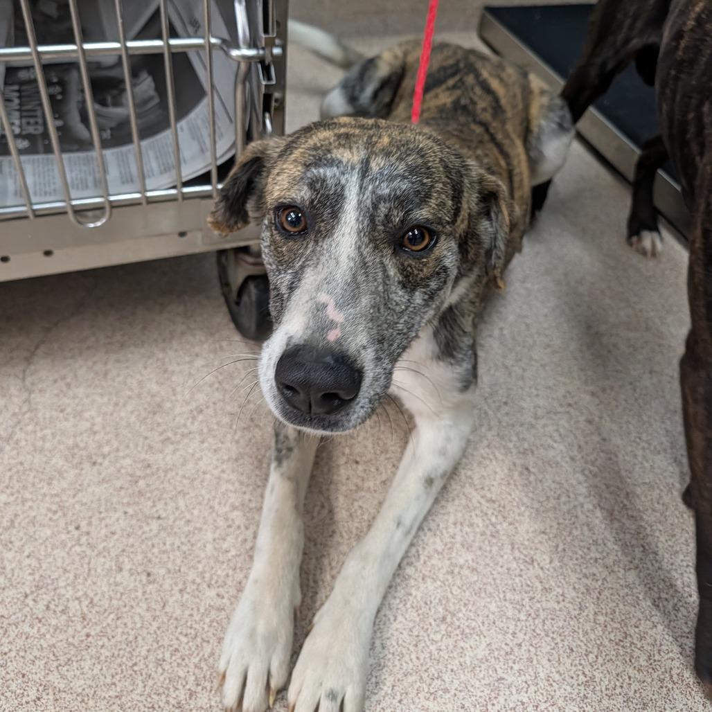 McDoodles, Adoptable, Adult Female Mixed Breed.