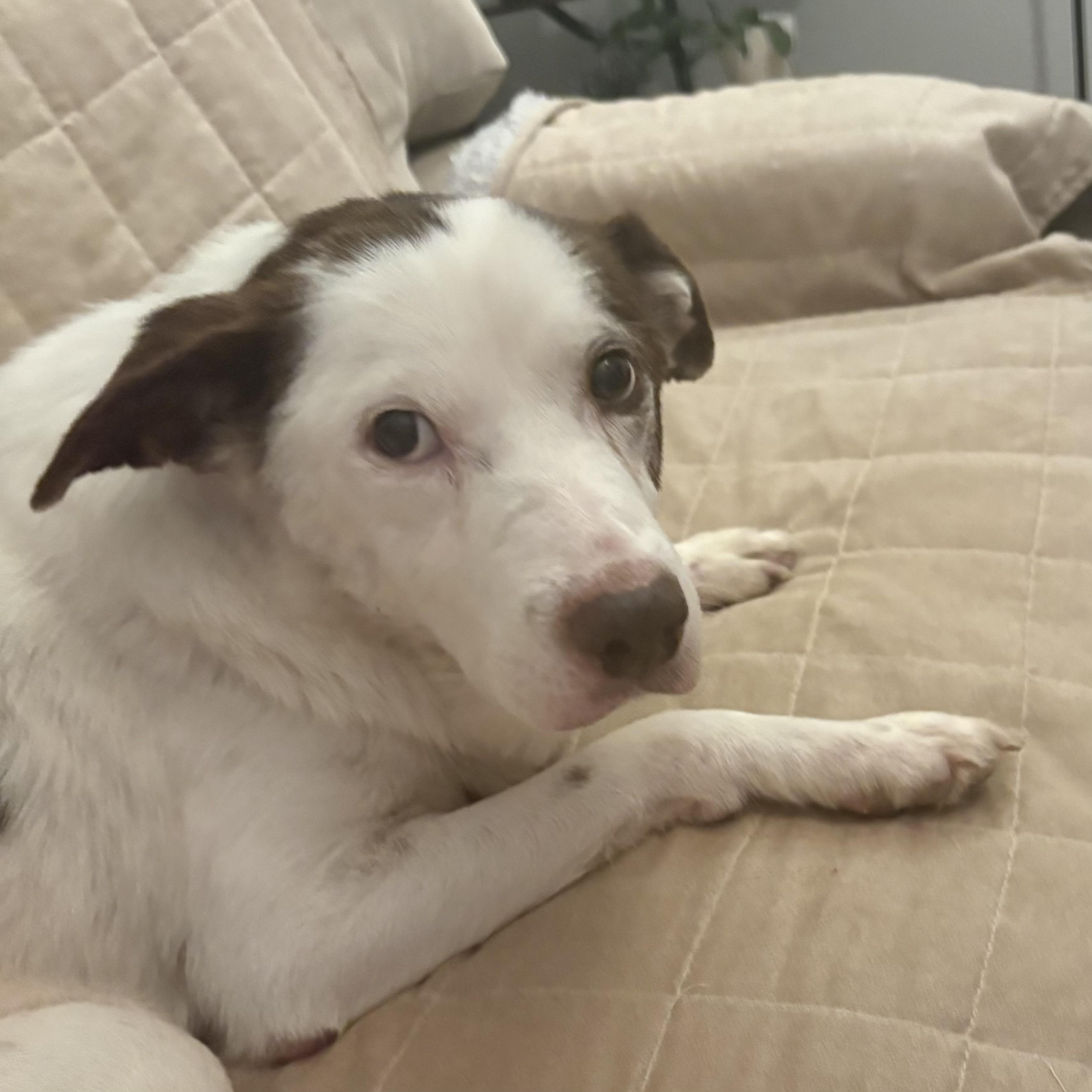 Enlarge Dave, a Adoptable mixed breed in Northwood, NH image 6/6
