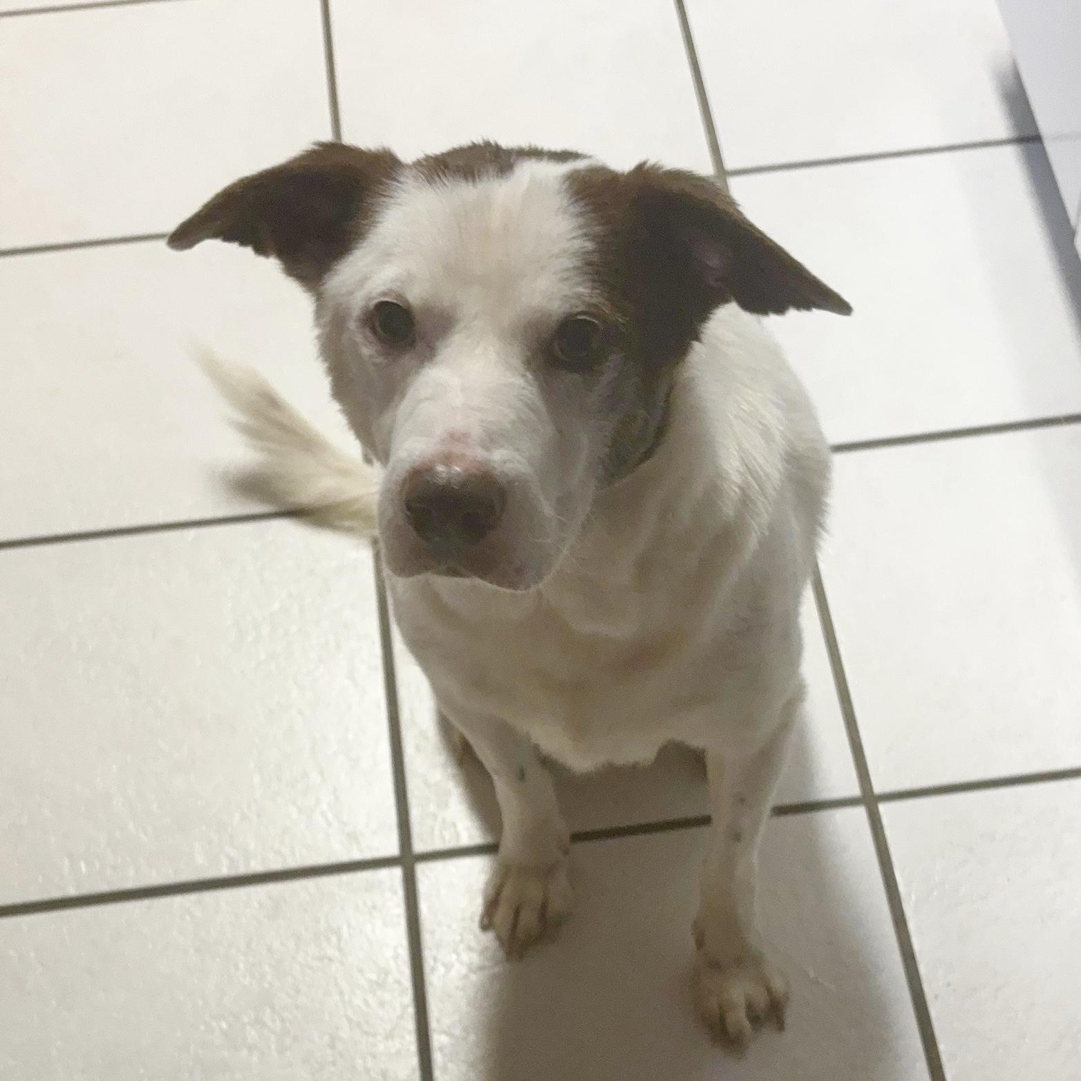 Enlarge Dave, a Adoptable mixed breed in Northwood, NH image 1/6