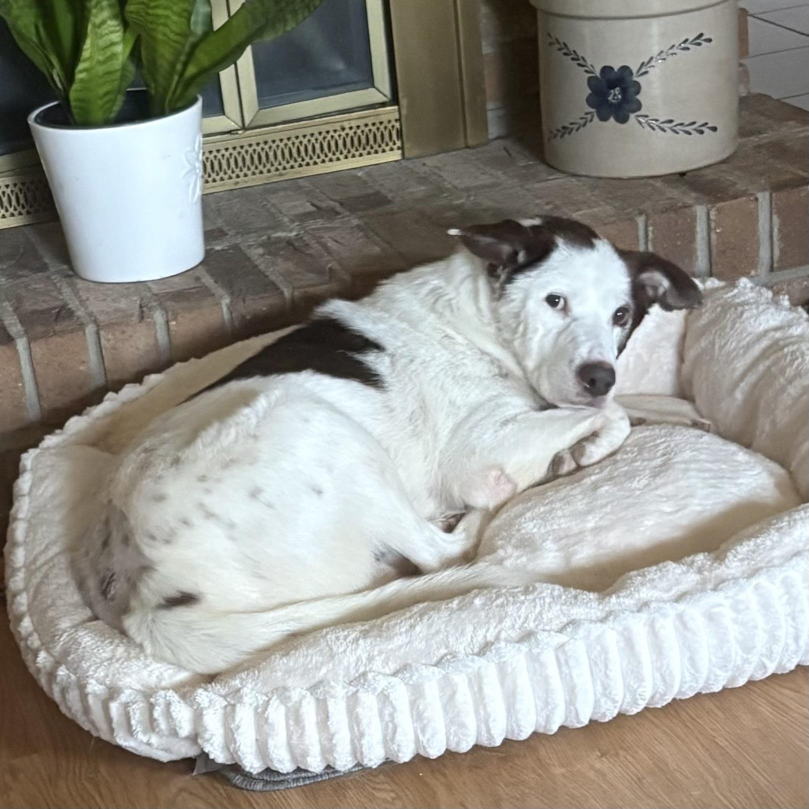 Enlarge Dave, a Adoptable mixed breed in Northwood, NH image 5/6