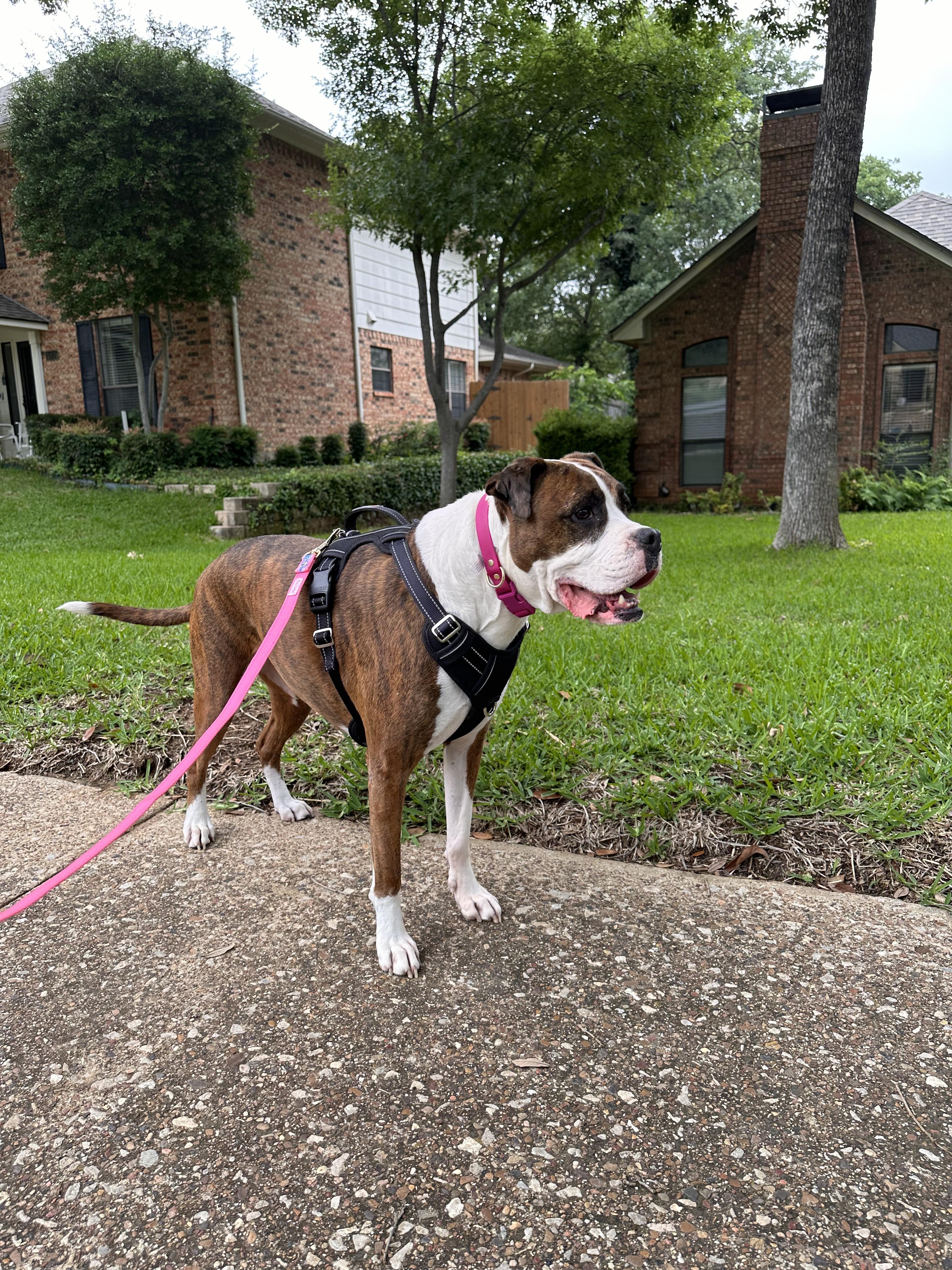 Enlarge Sophie, a Adoptable mixed breed in Southlake, TX image 1/4