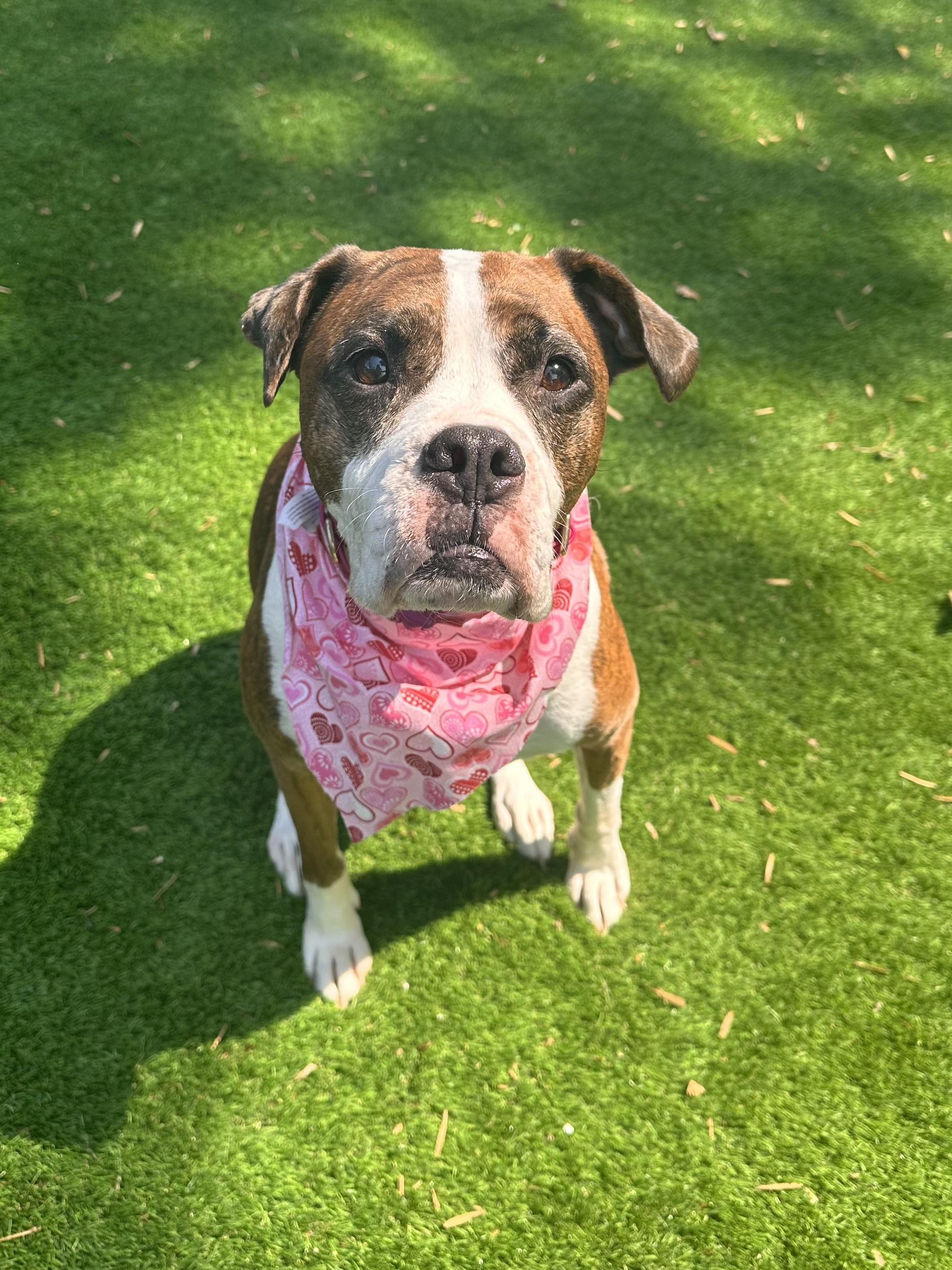 Sophie, Adoptable, Adult Female Boxer.