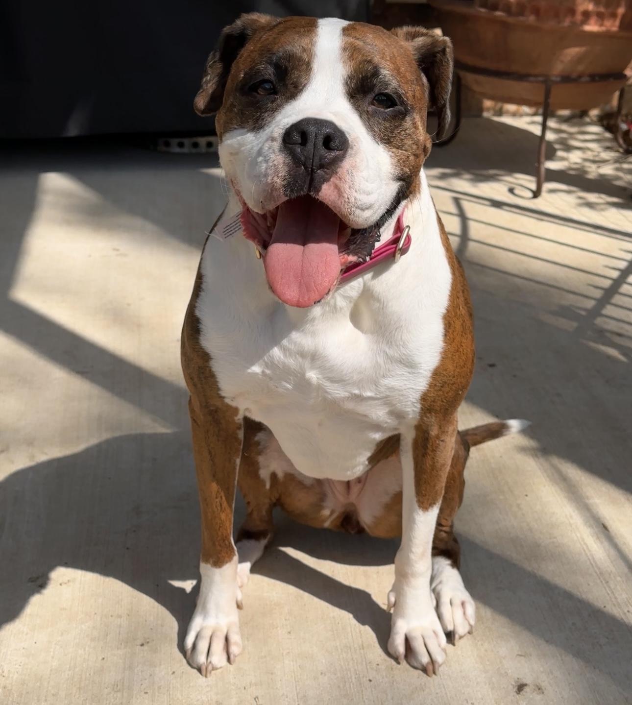 Enlarge Sophie, a Adoptable mixed breed in Southlake, TX image 2/4