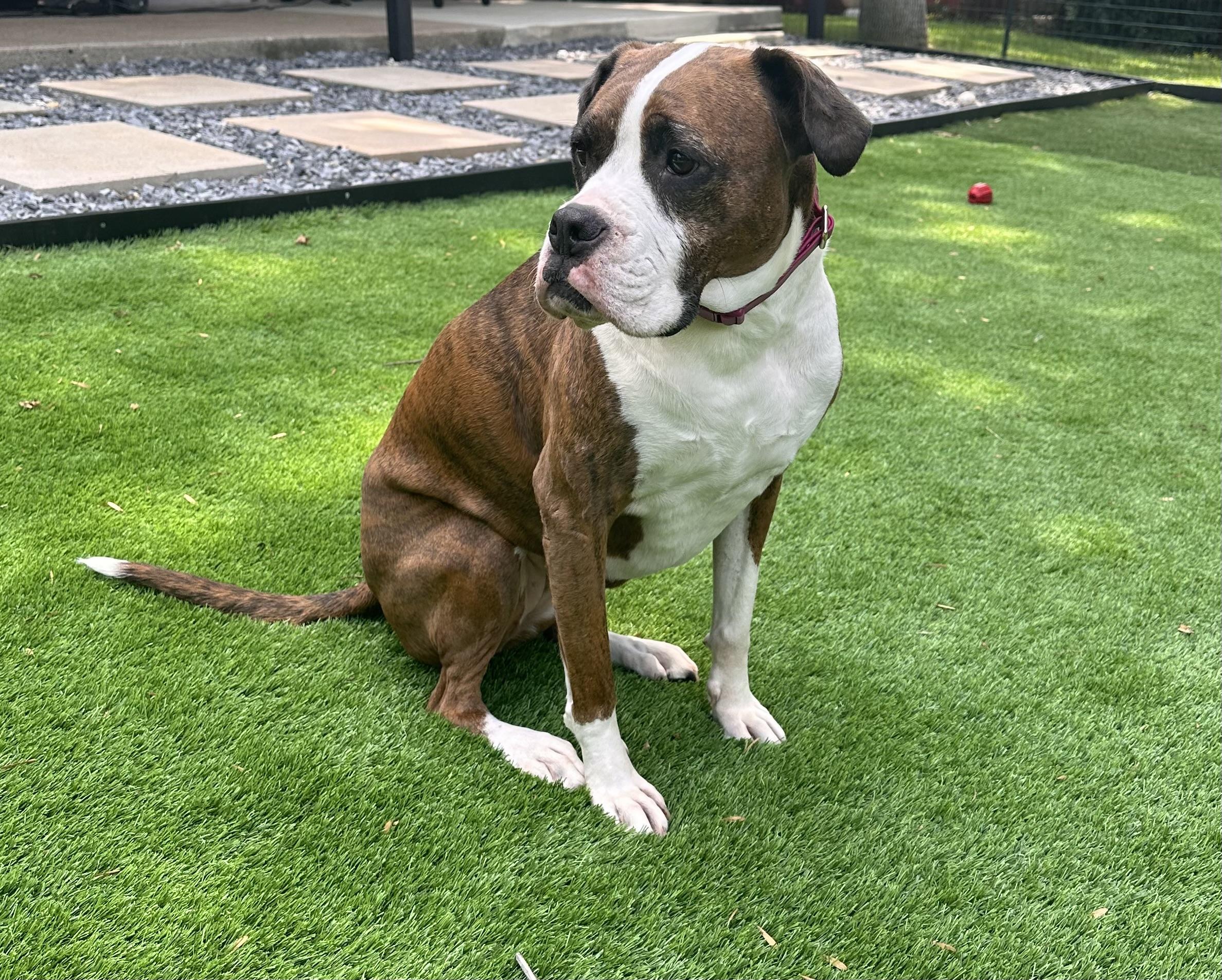 Enlarge Sophie, a Adoptable mixed breed in Southlake, TX image 3/4