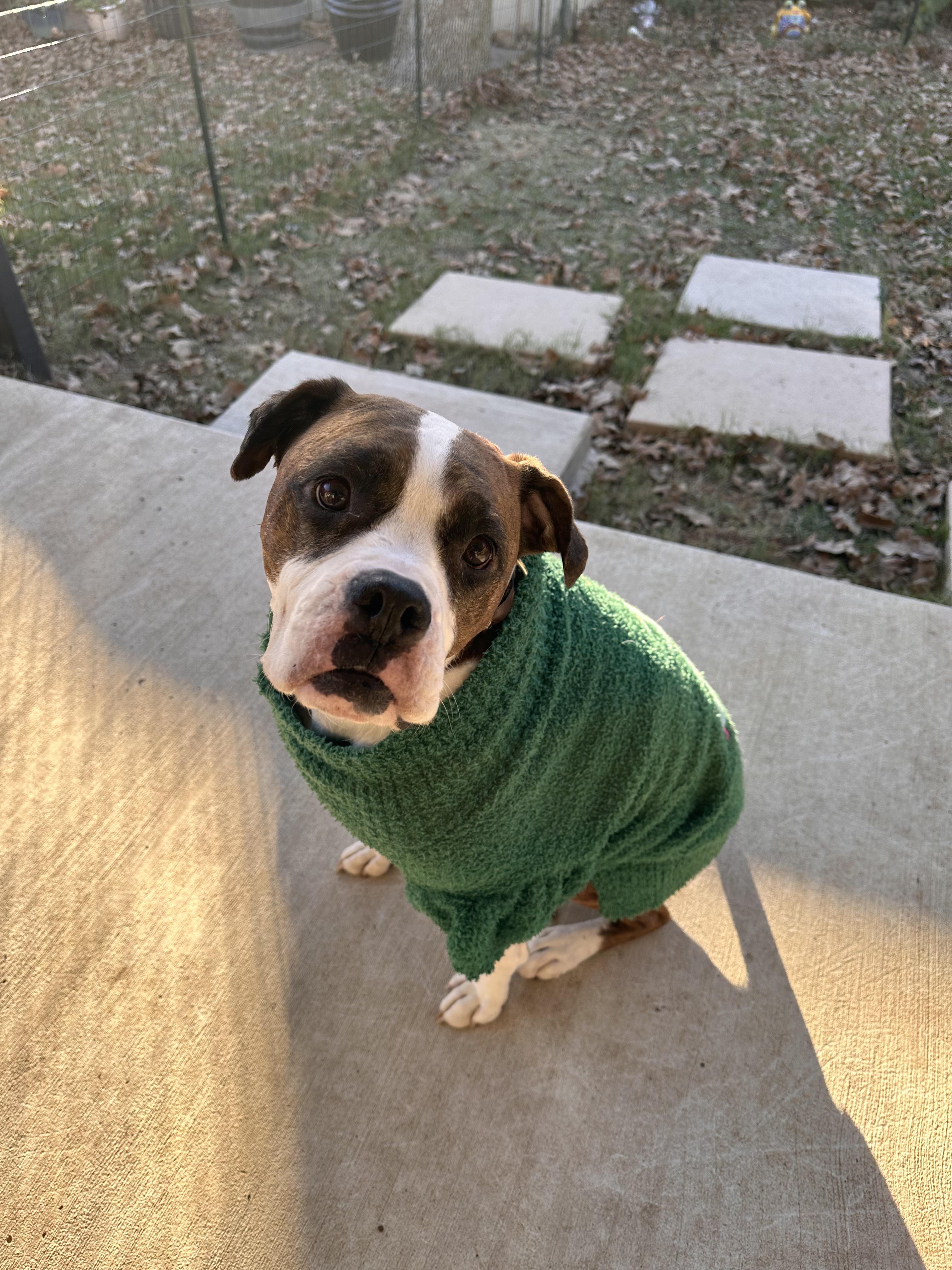 Enlarge Sophie, a Adoptable mixed breed in Southlake, TX image 4/4