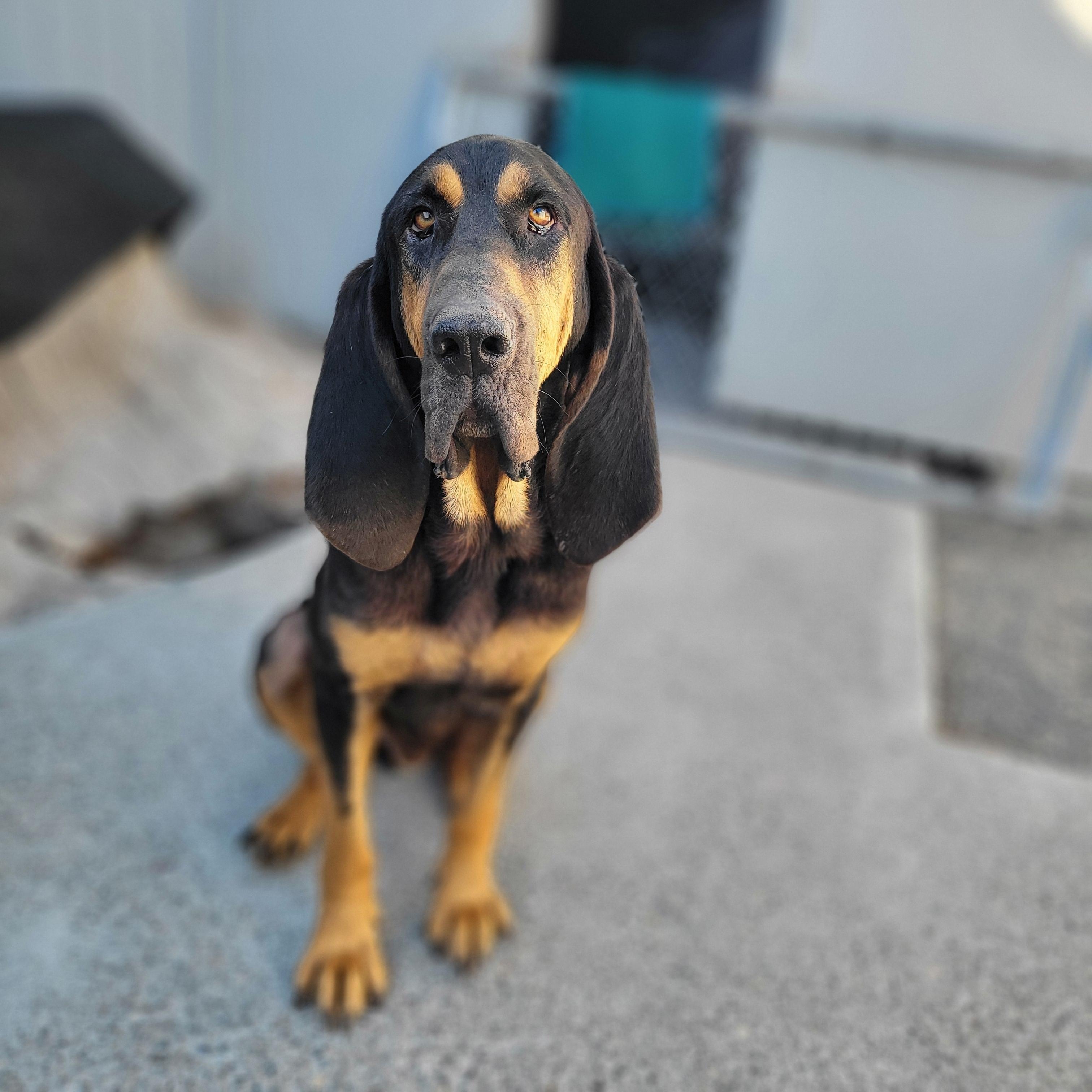 Brewster, a Adopted mixed breed in Santa Rosa, CA image 1/5