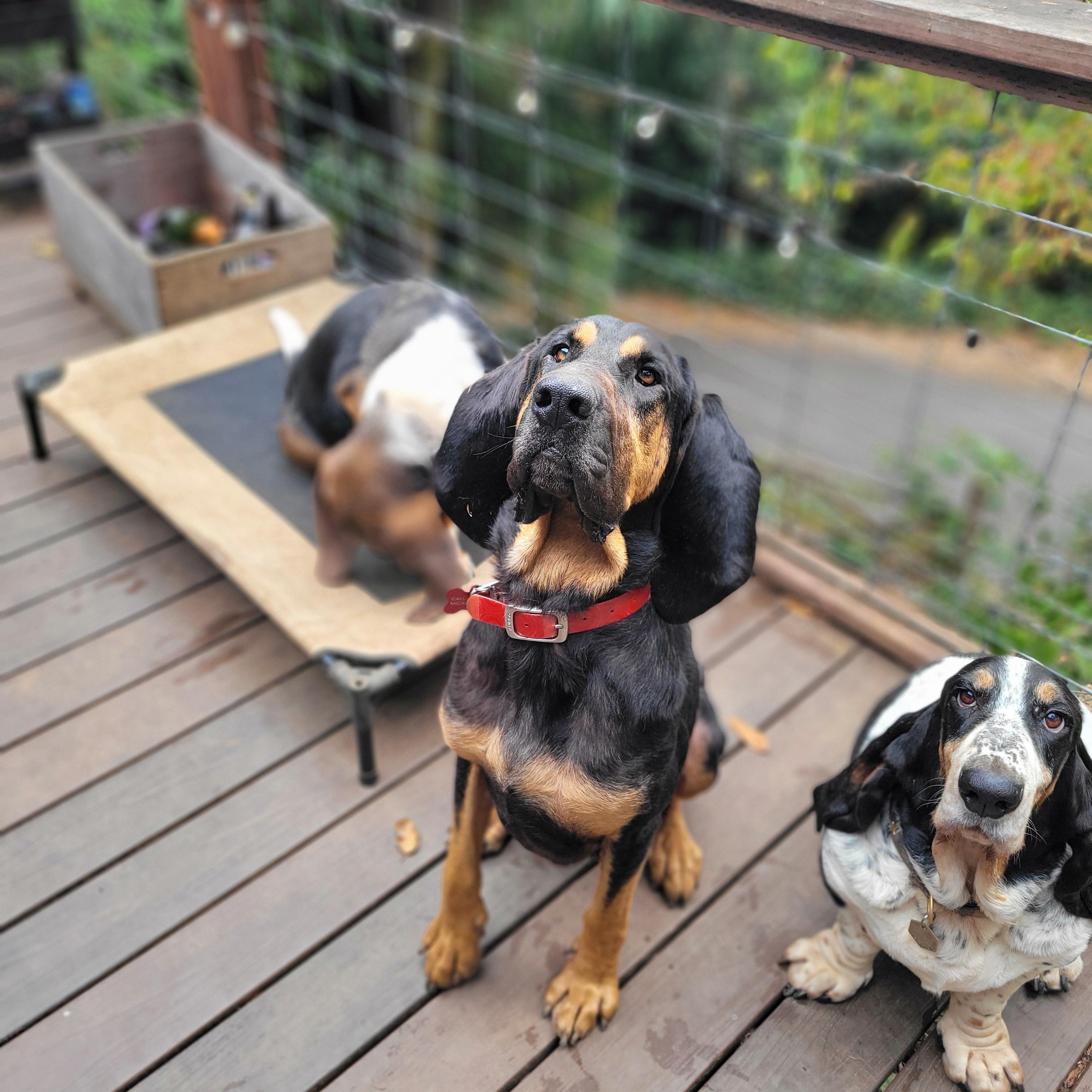 Brewster, a Adopted mixed breed in Santa Rosa, CA image 3/5